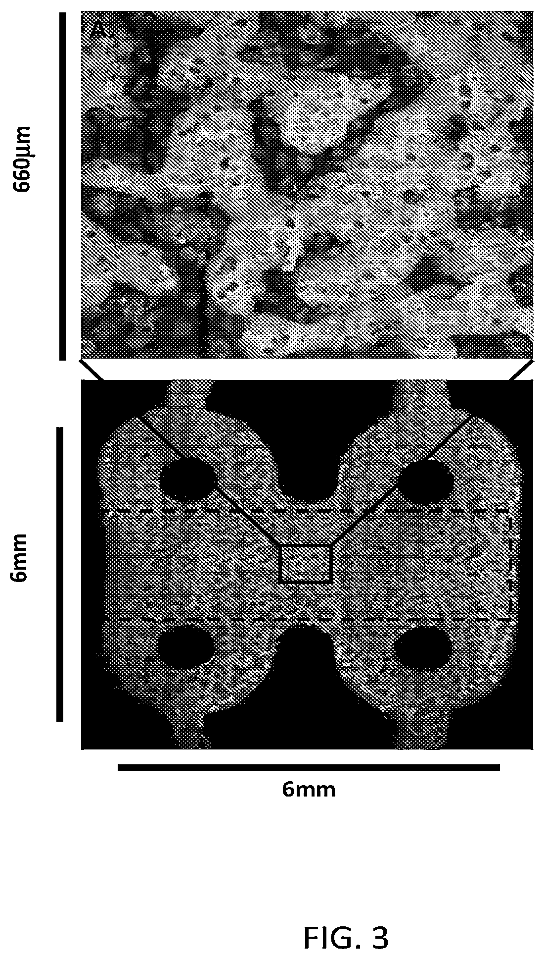 Patent US12129492 Figure 3 – Human liver microphysiology platform and self assembly liver acinus model and methods of their use
