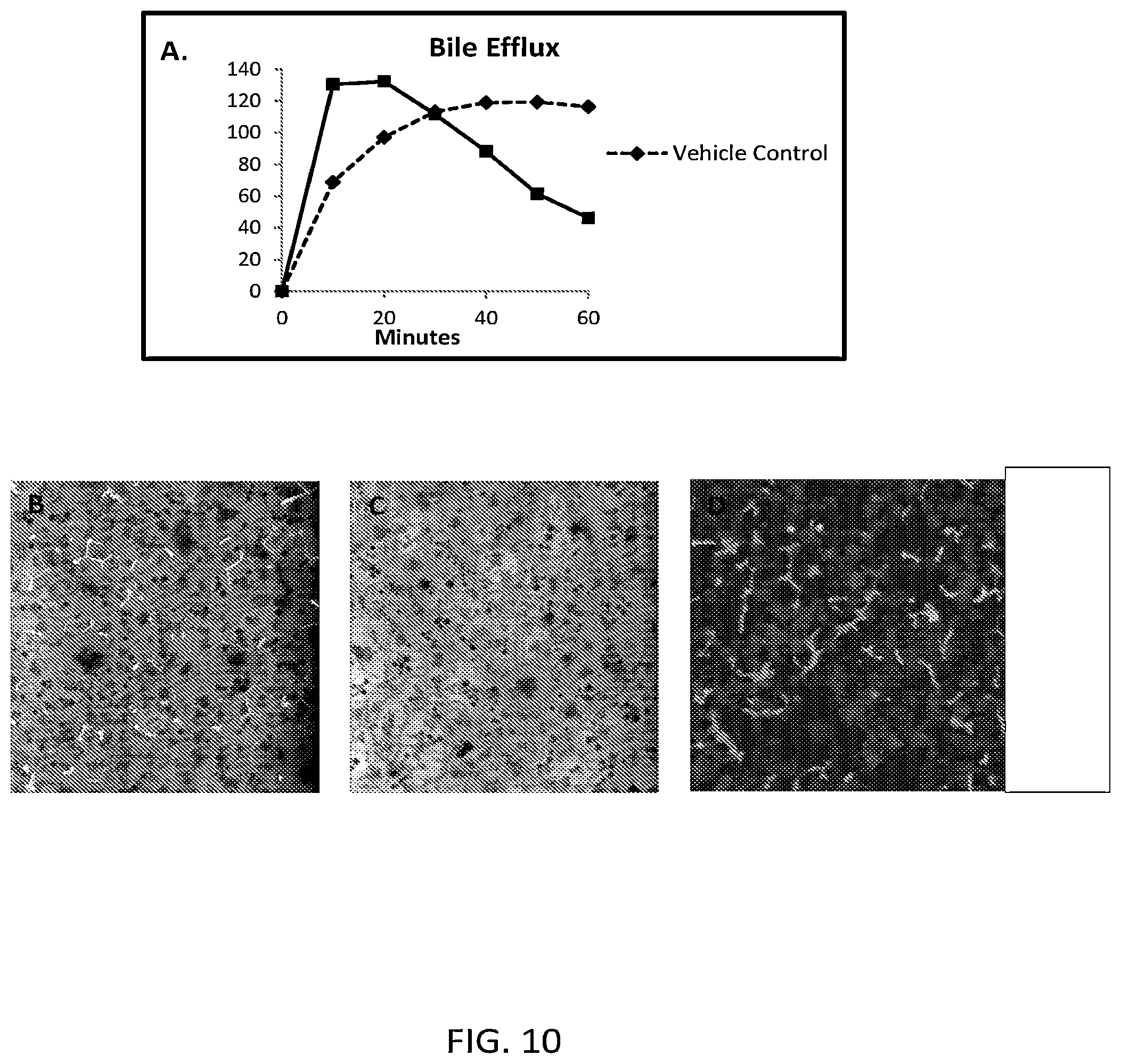 Patent US12129492 Figure 10 – Human liver microphysiology platform and self assembly liver acinus model and methods of their use