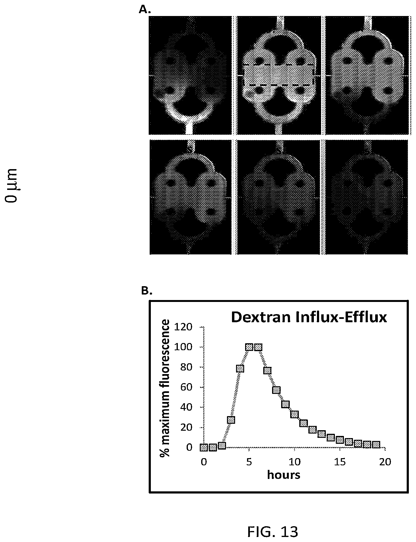 Patent US12129492 Figure 13 – Human liver microphysiology platform and self assembly liver acinus model and methods of their use