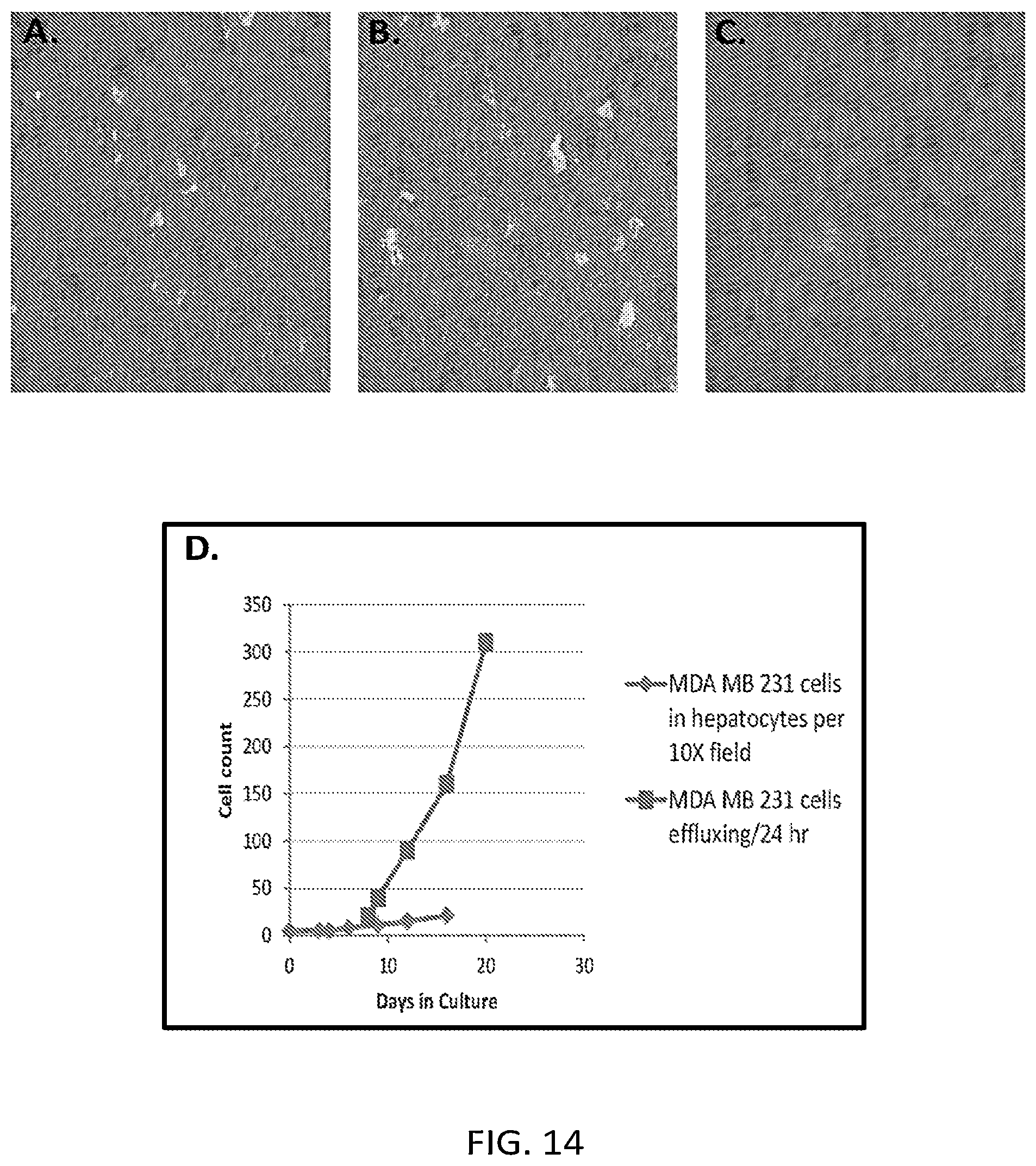 Patent US12129492 Figure 14 – Human liver microphysiology platform and self assembly liver acinus model and methods of their use