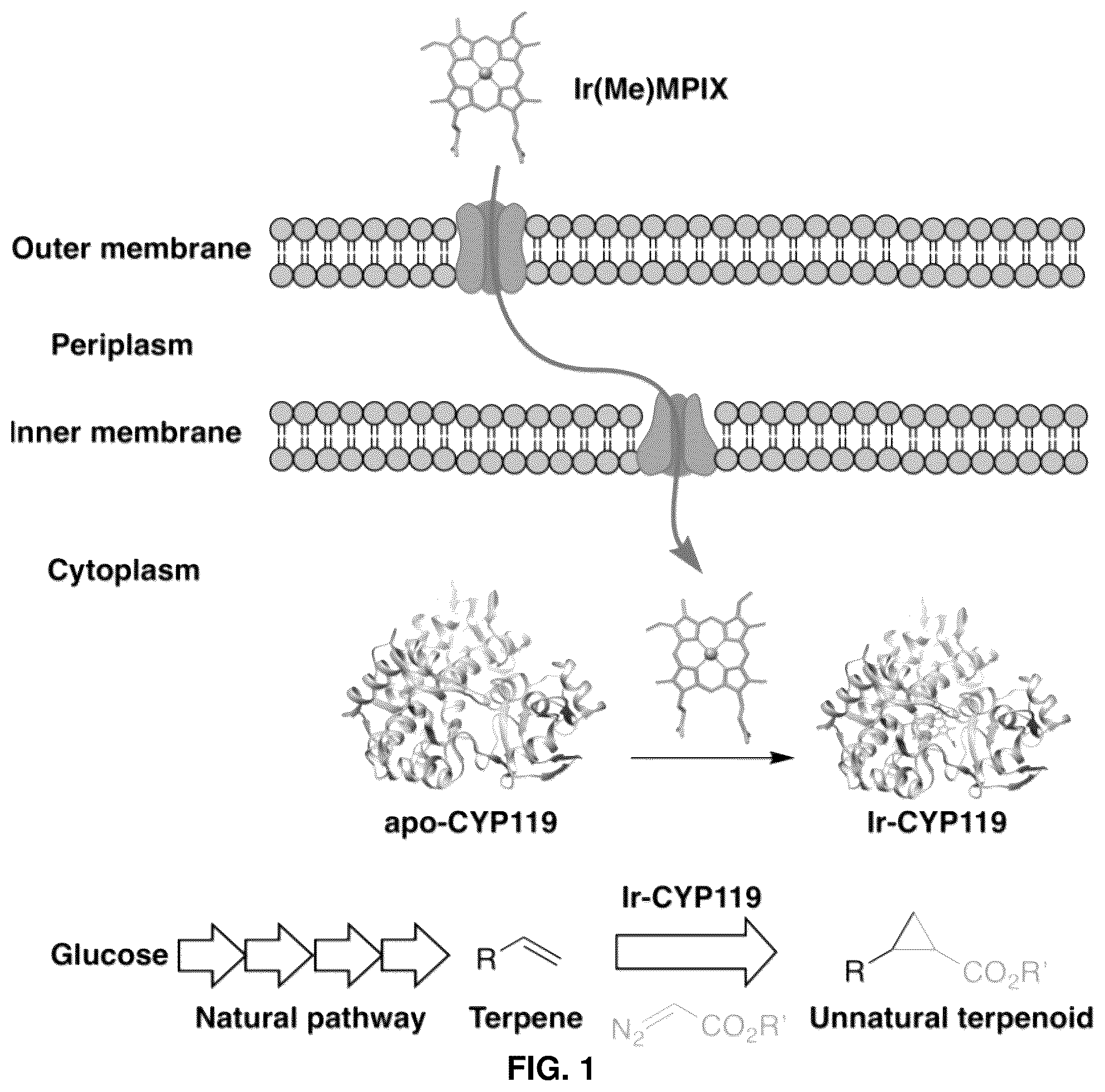 Patent US12129493 Figure 1 – Host cells and methods useful for producing unnatural terpenoids using a novel artificial metalloenzyme