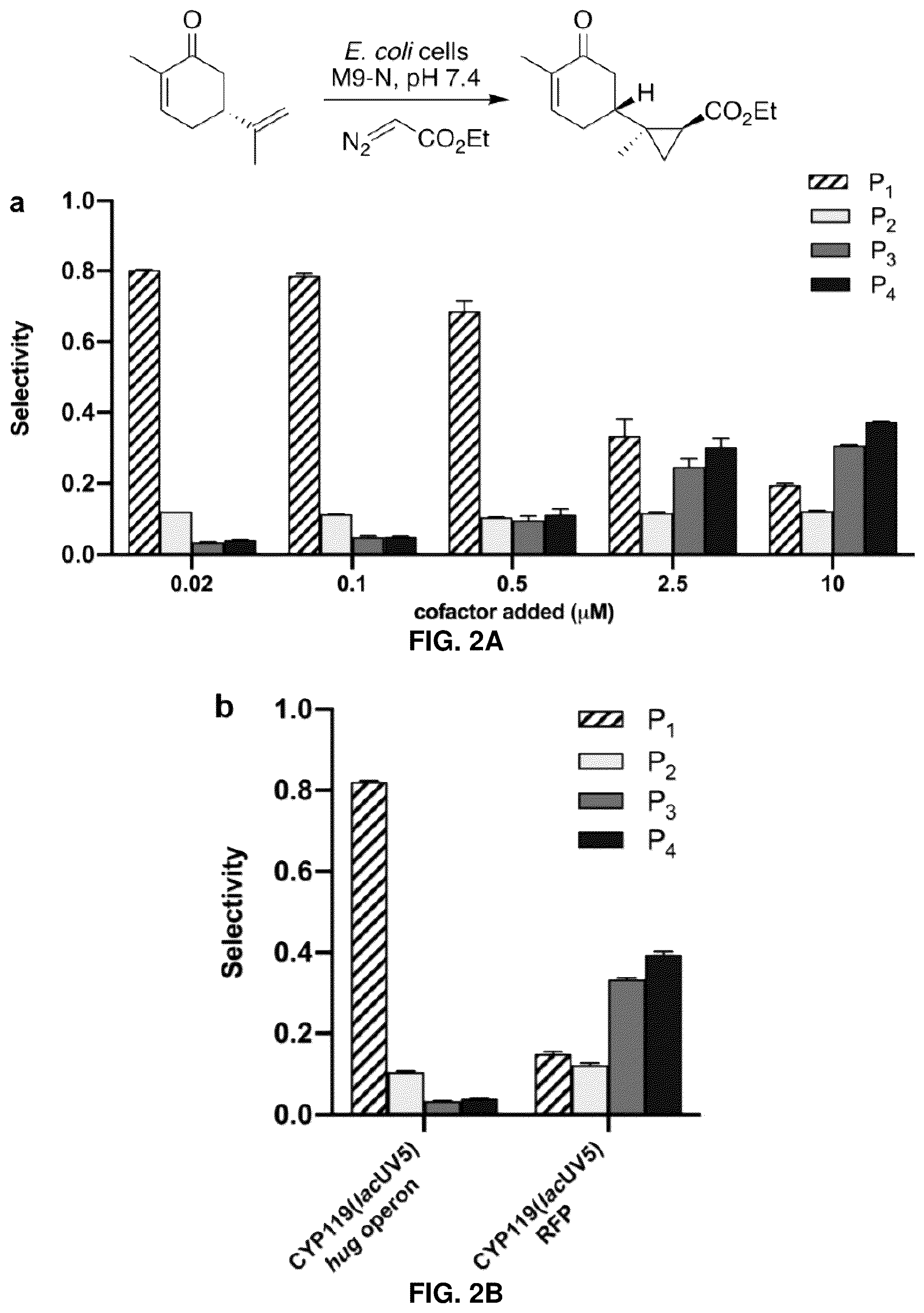 Patent US12129493 Figure 2 – Host cells and methods useful for producing unnatural terpenoids using a novel artificial metalloenzyme