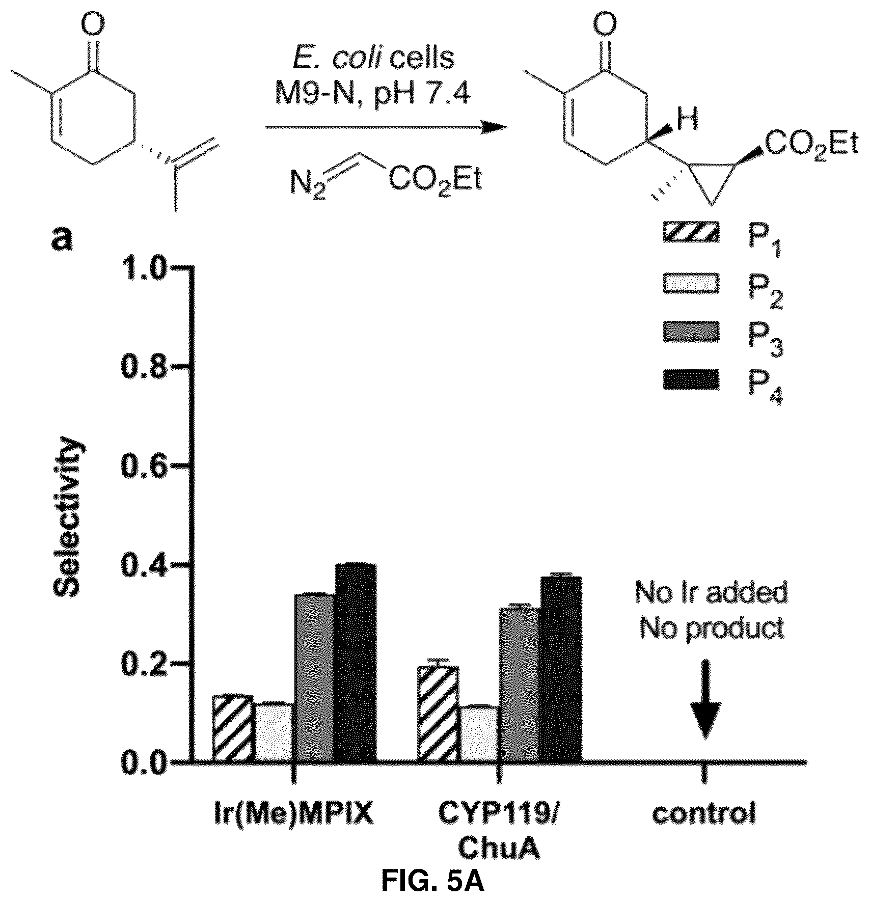Patent US12129493 Figure 8 – Host cells and methods useful for producing unnatural terpenoids using a novel artificial metalloenzyme