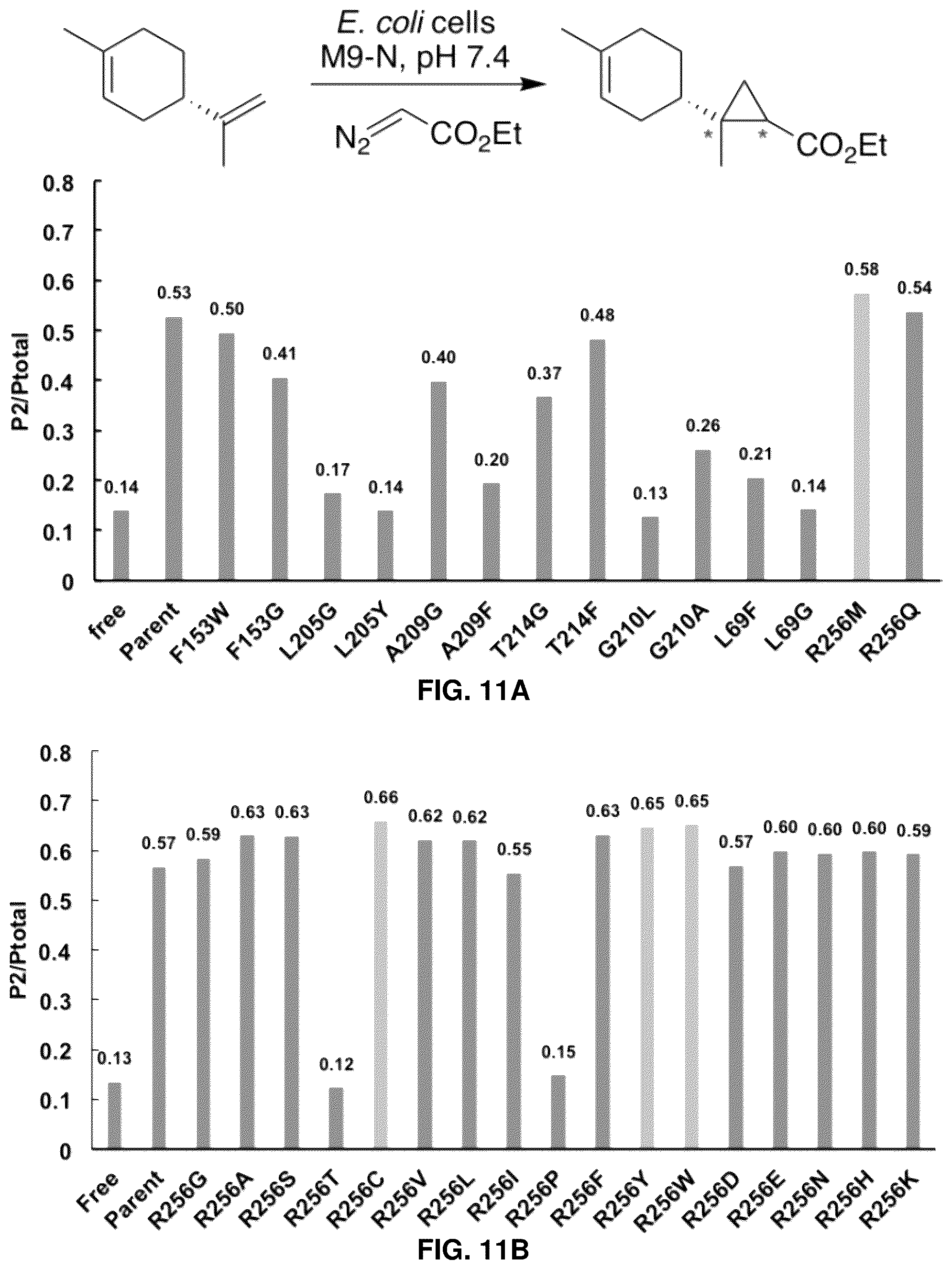 Patent US12129493 Figure 17 – Host cells and methods useful for producing unnatural terpenoids using a novel artificial metalloenzyme