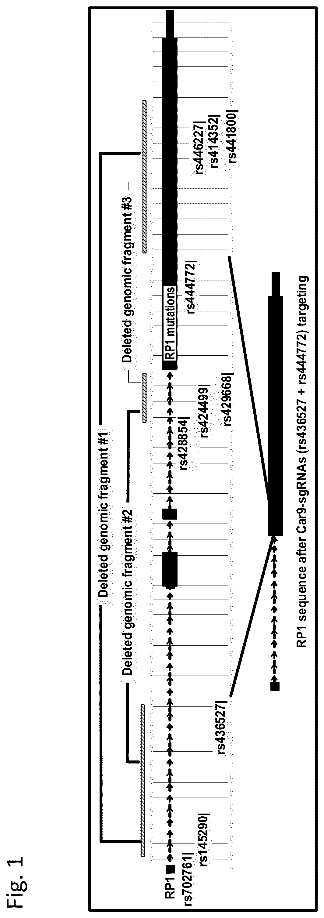 Patent US12129496 Figure 1 – Haplotype-based treatment of RP1 associated retinal degenerations