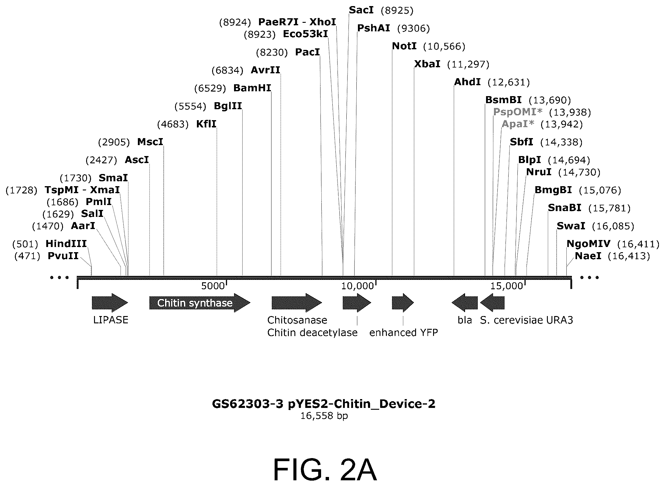 Patent US12129500 Figure 3 – Methods for producing a polyactive carbohydrate and applications thereof