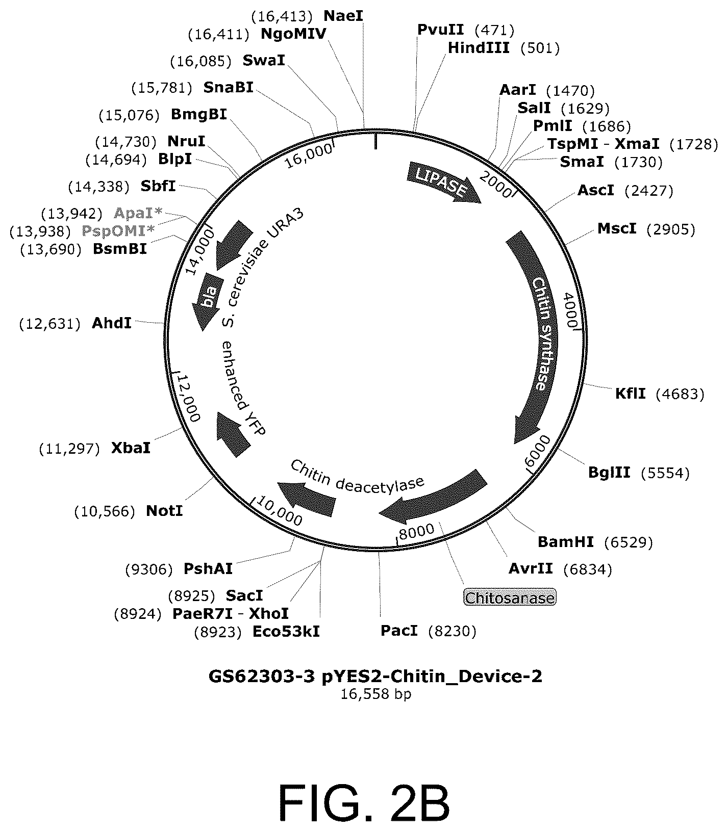 Patent US12129500 Figure 4 – Methods for producing a polyactive carbohydrate and applications thereof