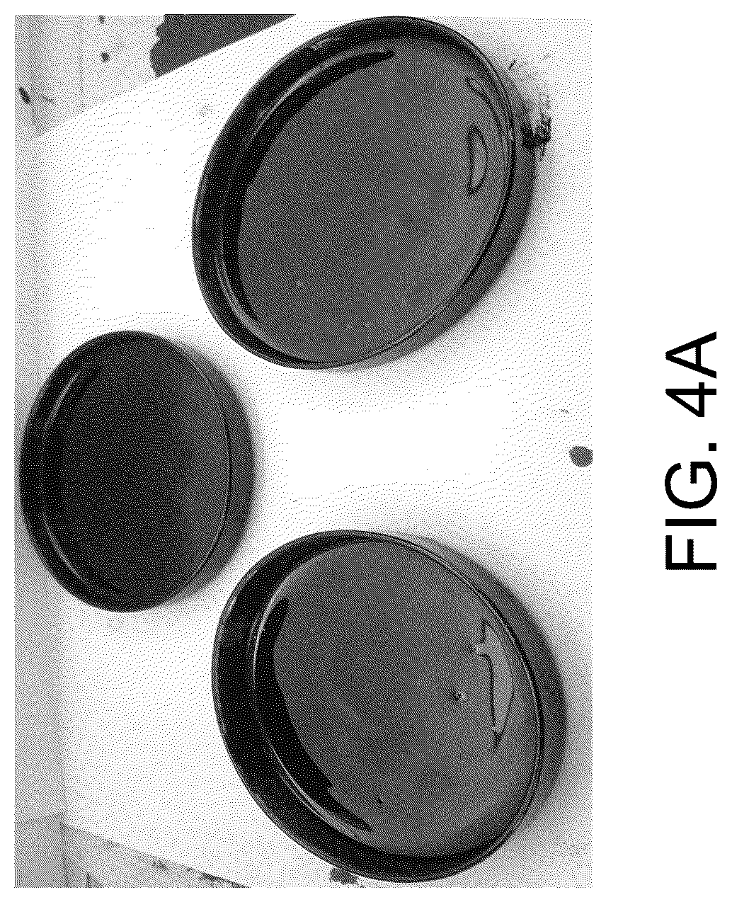 Patent US12129500 Figure 9 – Methods for producing a polyactive carbohydrate and applications thereof