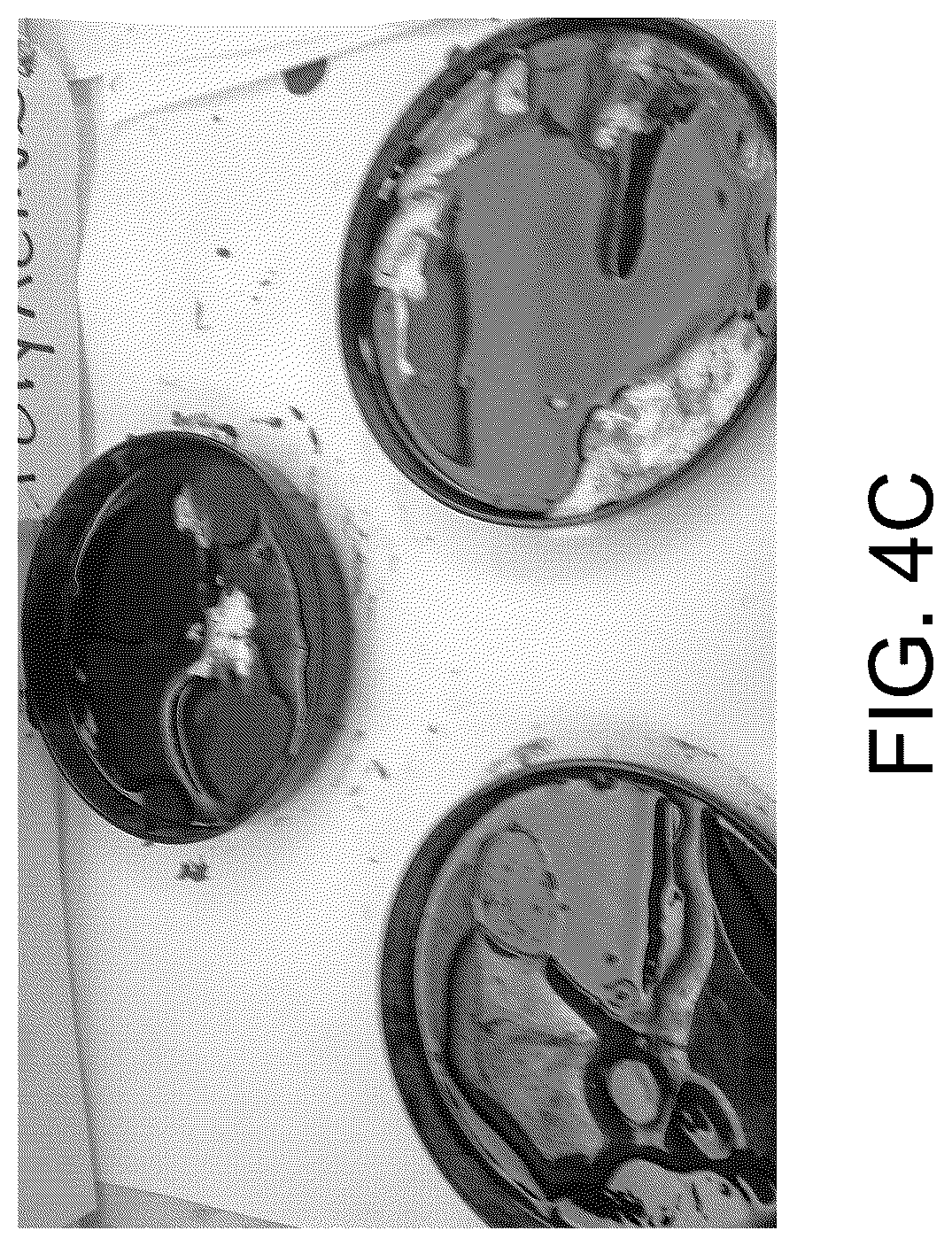 Patent US12129500 Figure 11 – Methods for producing a polyactive carbohydrate and applications thereof