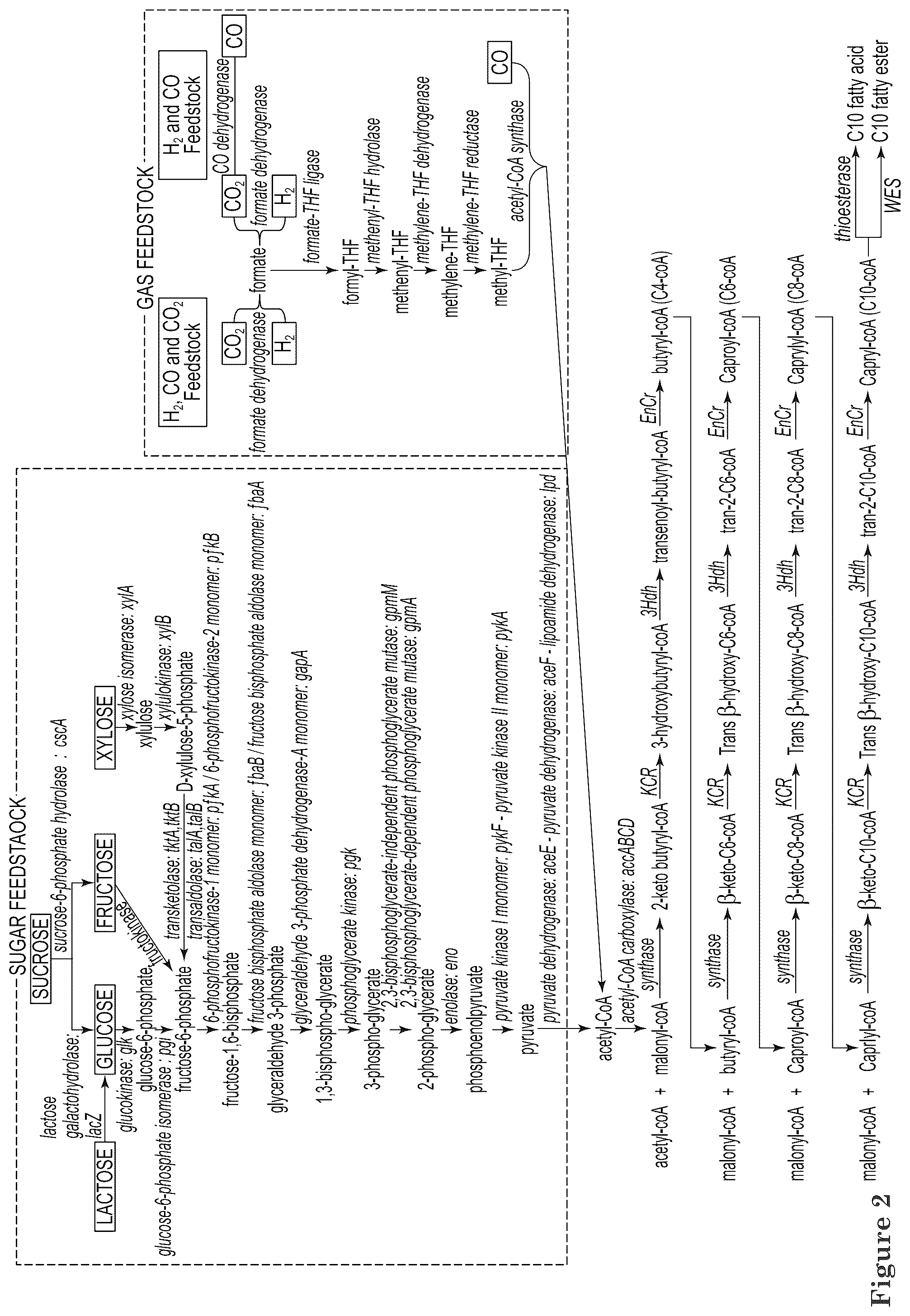 Patent US12129506 Figure 2 – Microorganisms and methods for the production of fatty acids and fatty acid derived products