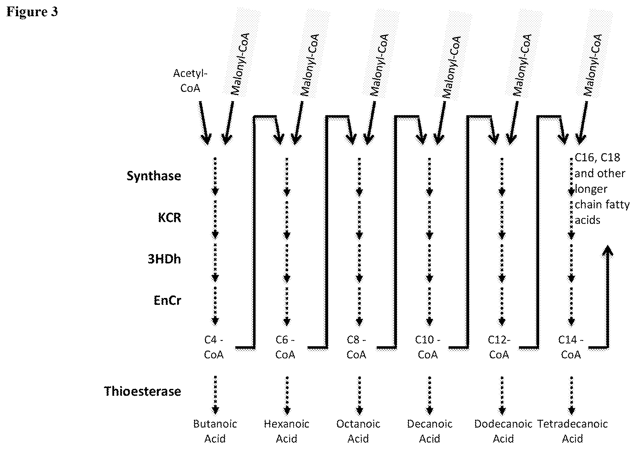 Patent US12129506 Figure 3 – Microorganisms and methods for the production of fatty acids and fatty acid derived products