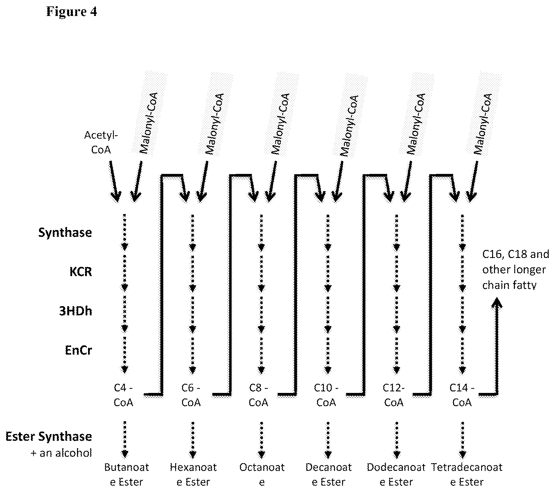 Patent US12129506 Figure 4 – Microorganisms and methods for the production of fatty acids and fatty acid derived products