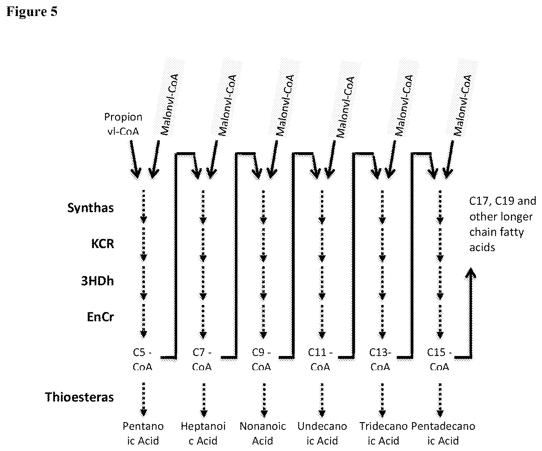 Patent US12129506 Figure 5 – Microorganisms and methods for the production of fatty acids and fatty acid derived products