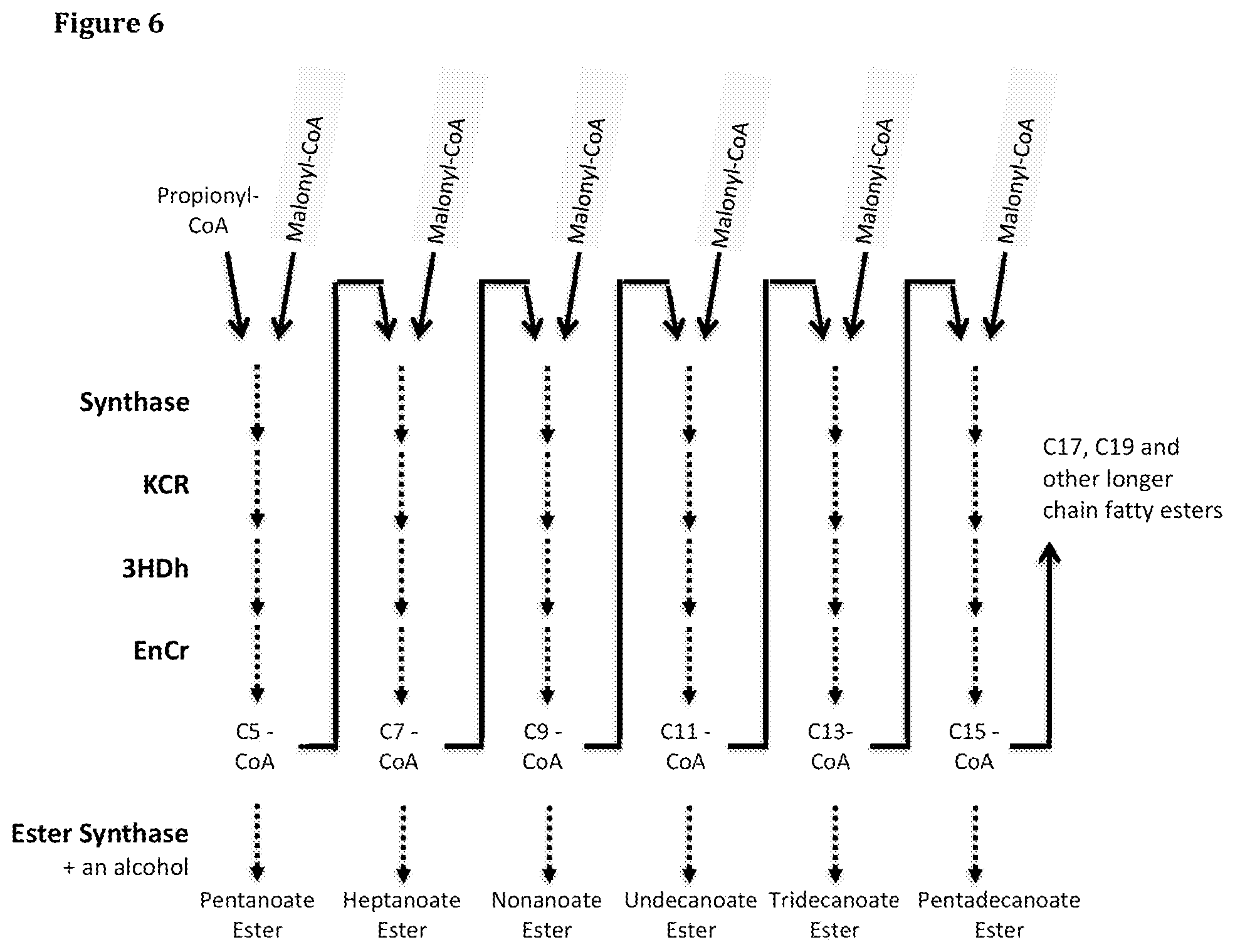 Patent US12129506 Figure 6 – Microorganisms and methods for the production of fatty acids and fatty acid derived products