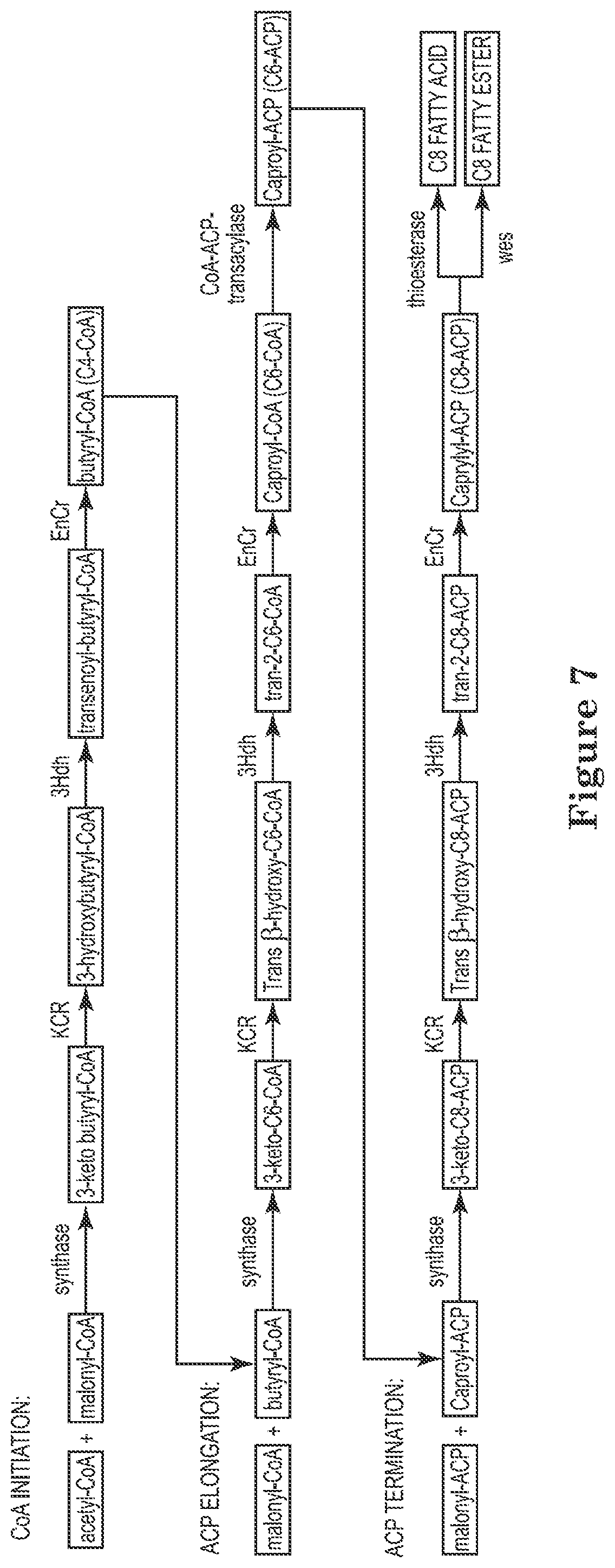 Patent US12129506 Figure 7 – Microorganisms and methods for the production of fatty acids and fatty acid derived products