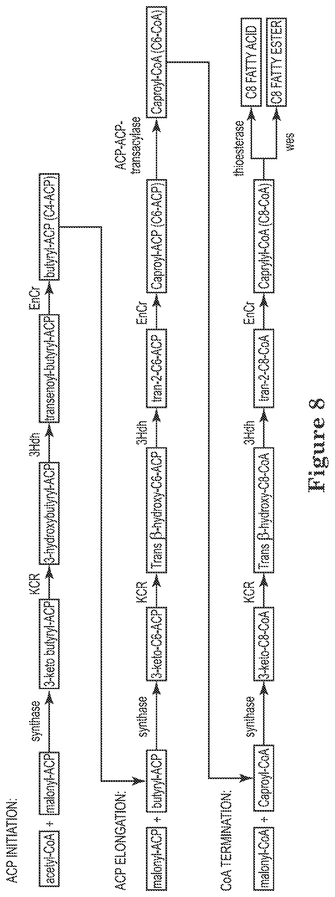 Patent US12129506 Figure 8 – Microorganisms and methods for the production of fatty acids and fatty acid derived products