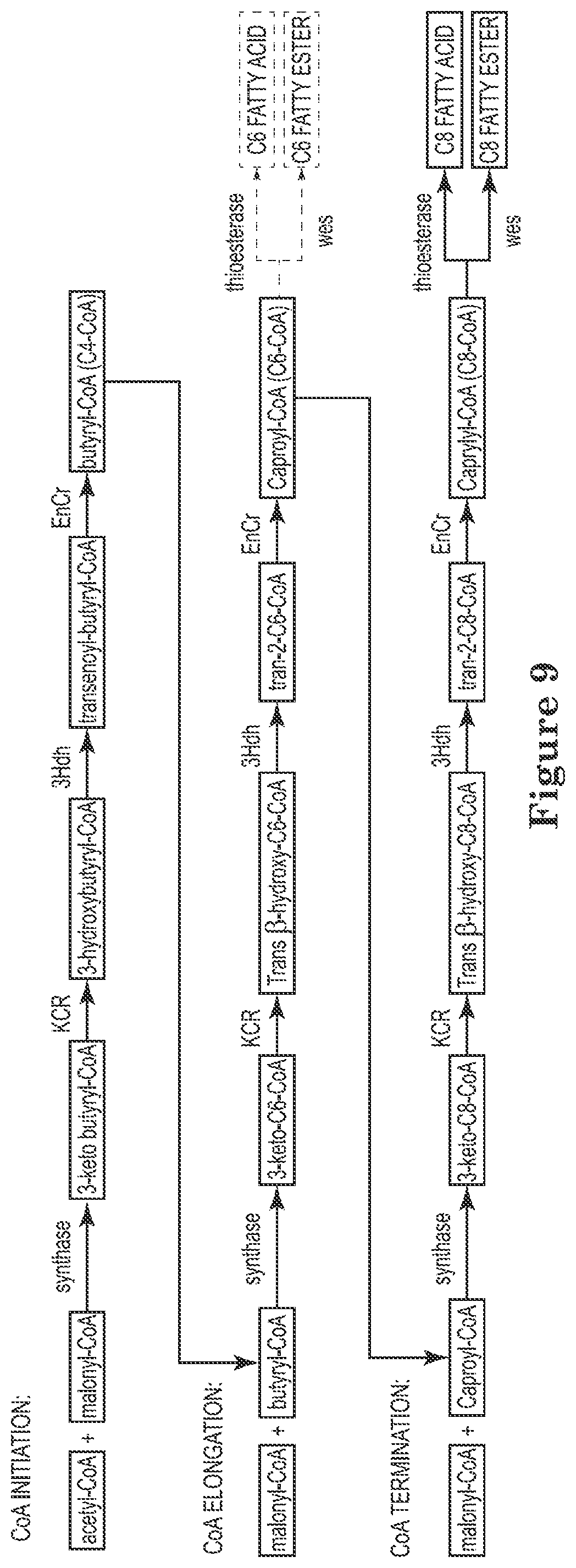 Patent US12129506 Figure 9 – Microorganisms and methods for the production of fatty acids and fatty acid derived products