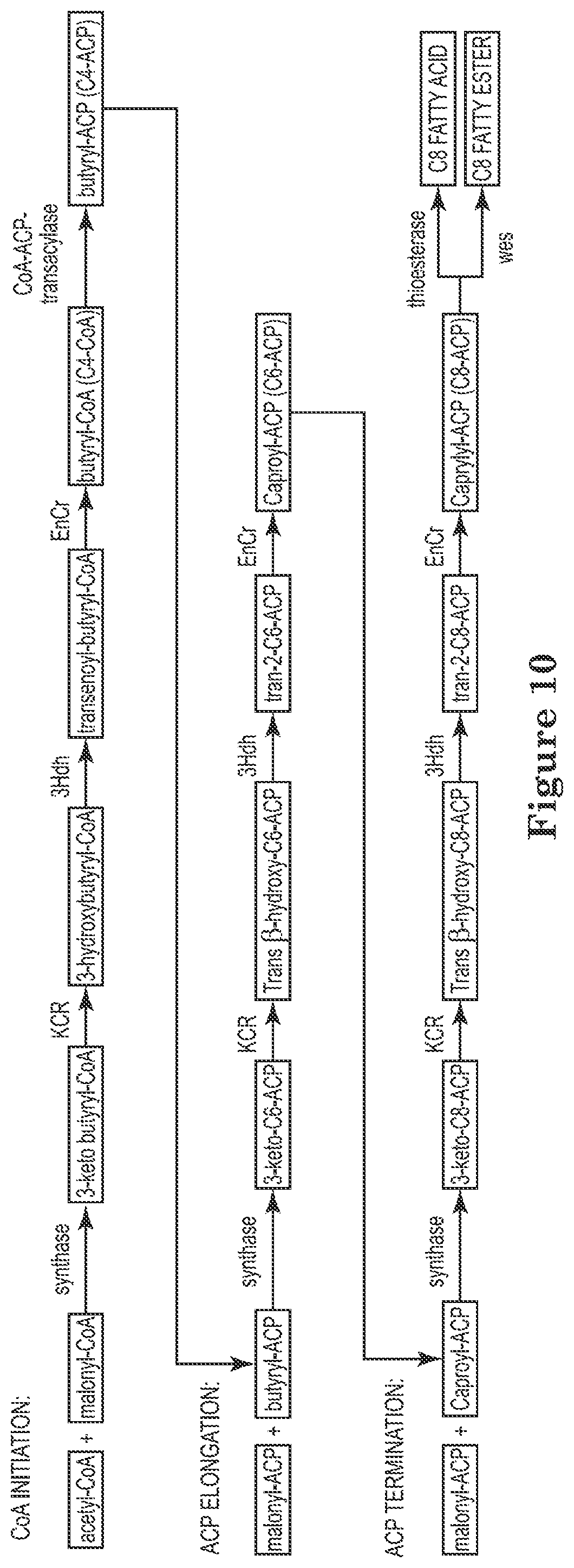 Patent US12129506 Figure 10 – Microorganisms and methods for the production of fatty acids and fatty acid derived products