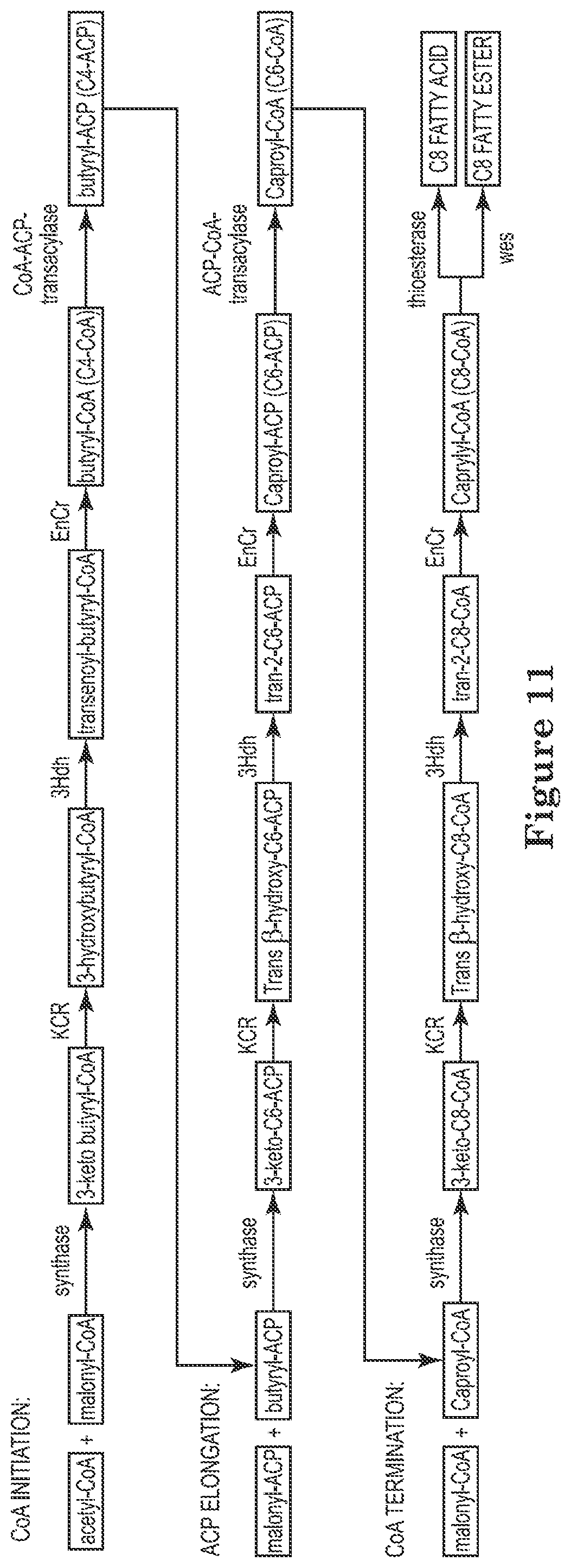 Patent US12129506 Figure 11 – Microorganisms and methods for the production of fatty acids and fatty acid derived products