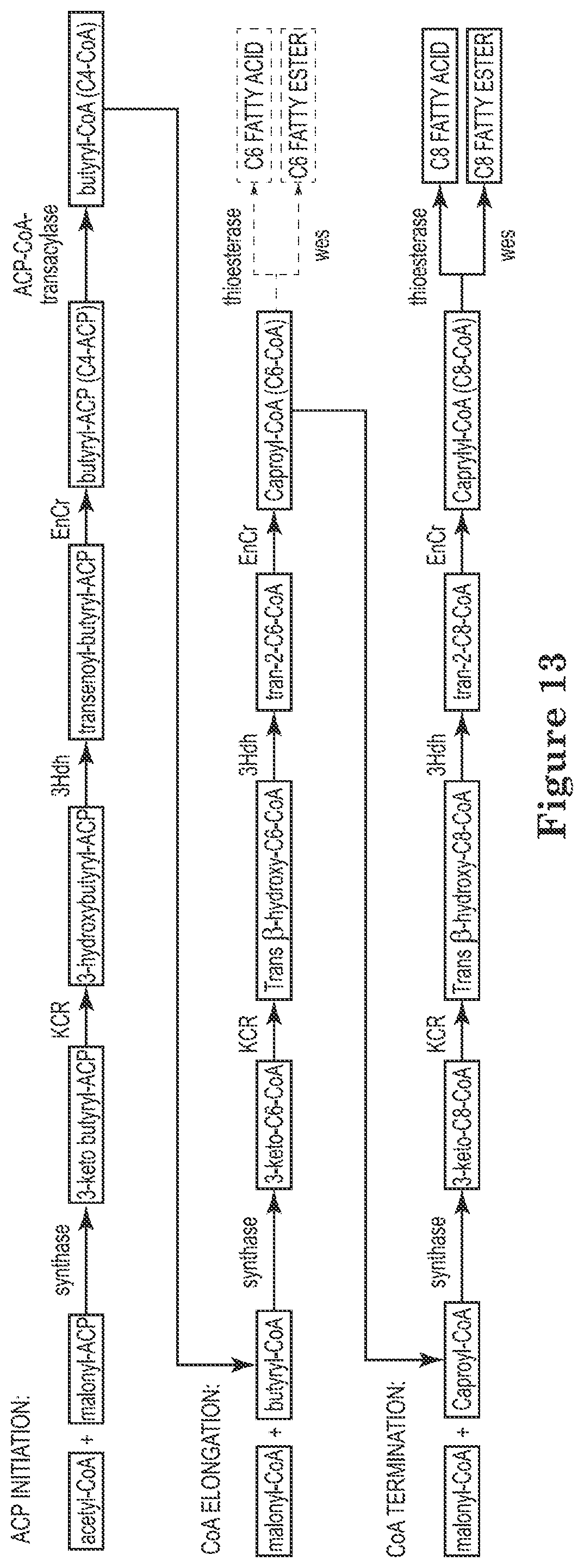 Patent US12129506 Figure 13 – Microorganisms and methods for the production of fatty acids and fatty acid derived products