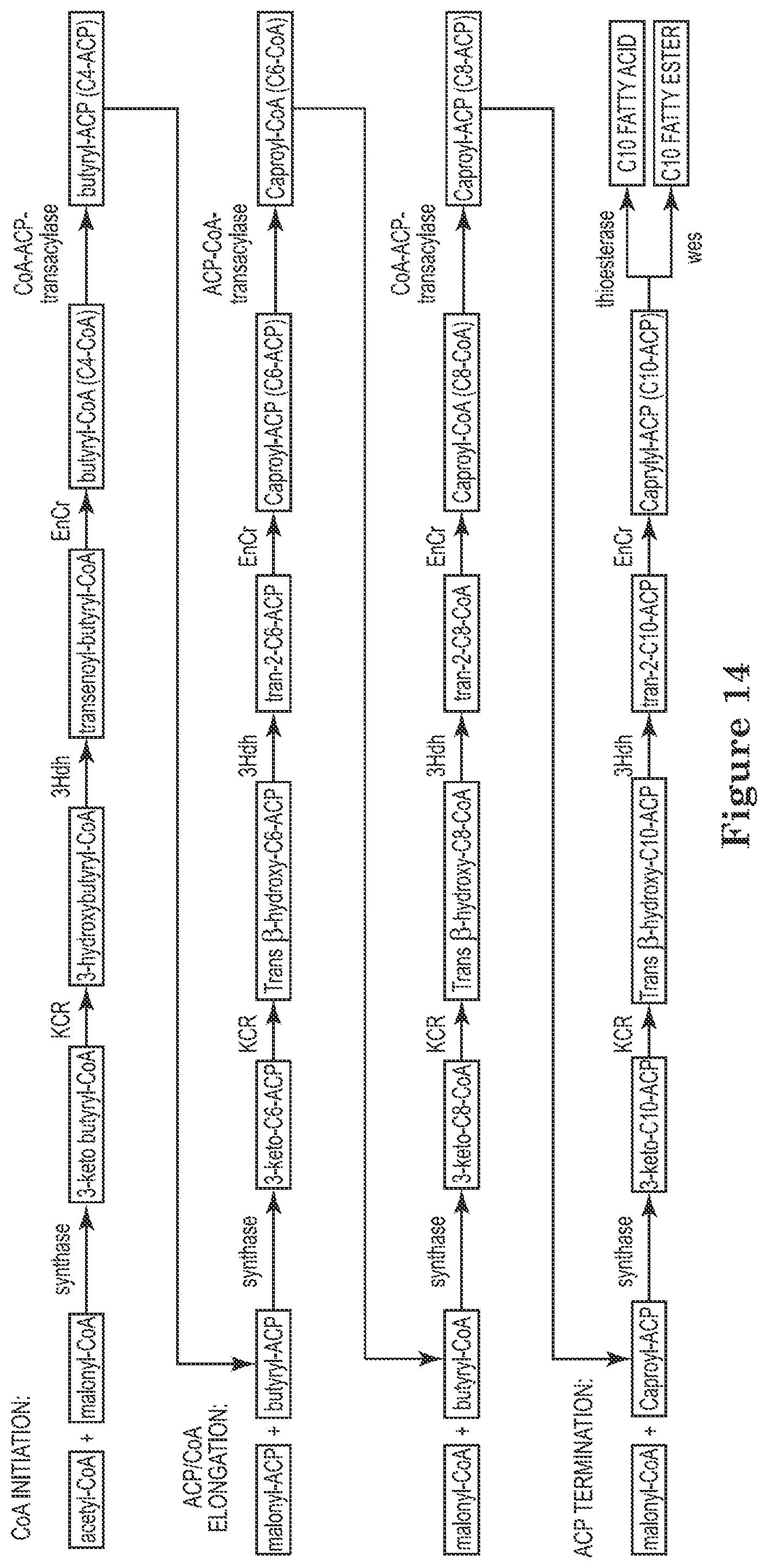 Patent US12129506 Figure 14 – Microorganisms and methods for the production of fatty acids and fatty acid derived products