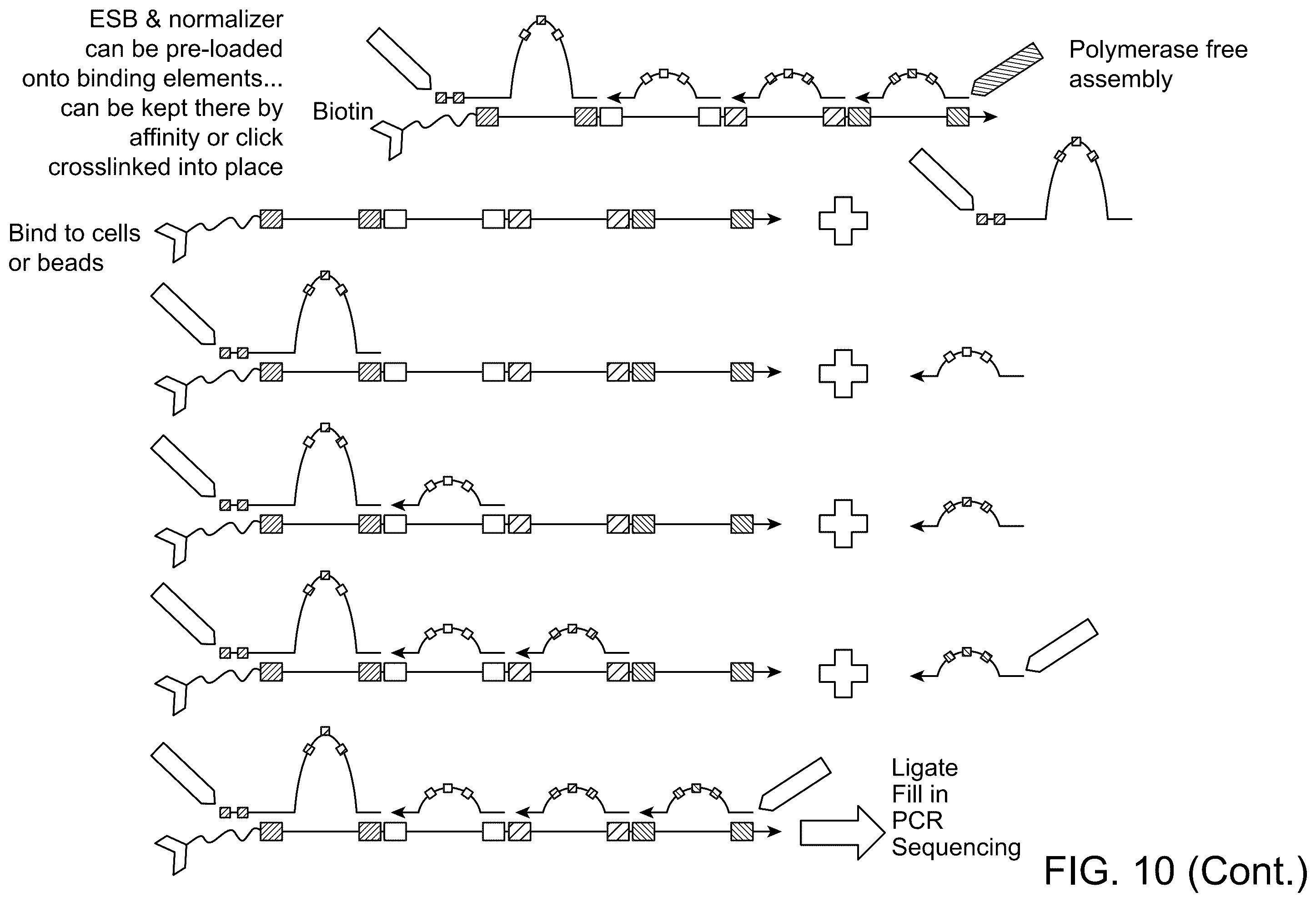 Patent US12129512 Figure 12 – Composition comprising cell origination barcodes for the analysis of both protein and nucleic acid from the same cell