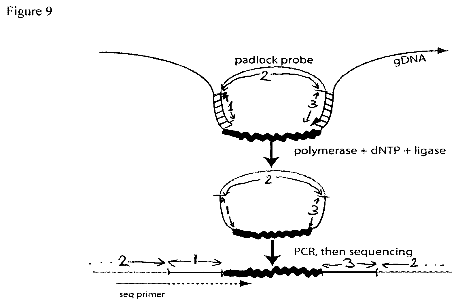 Patent US12129514 Figure 9 – Methods and compositions for evaluating genetic markers