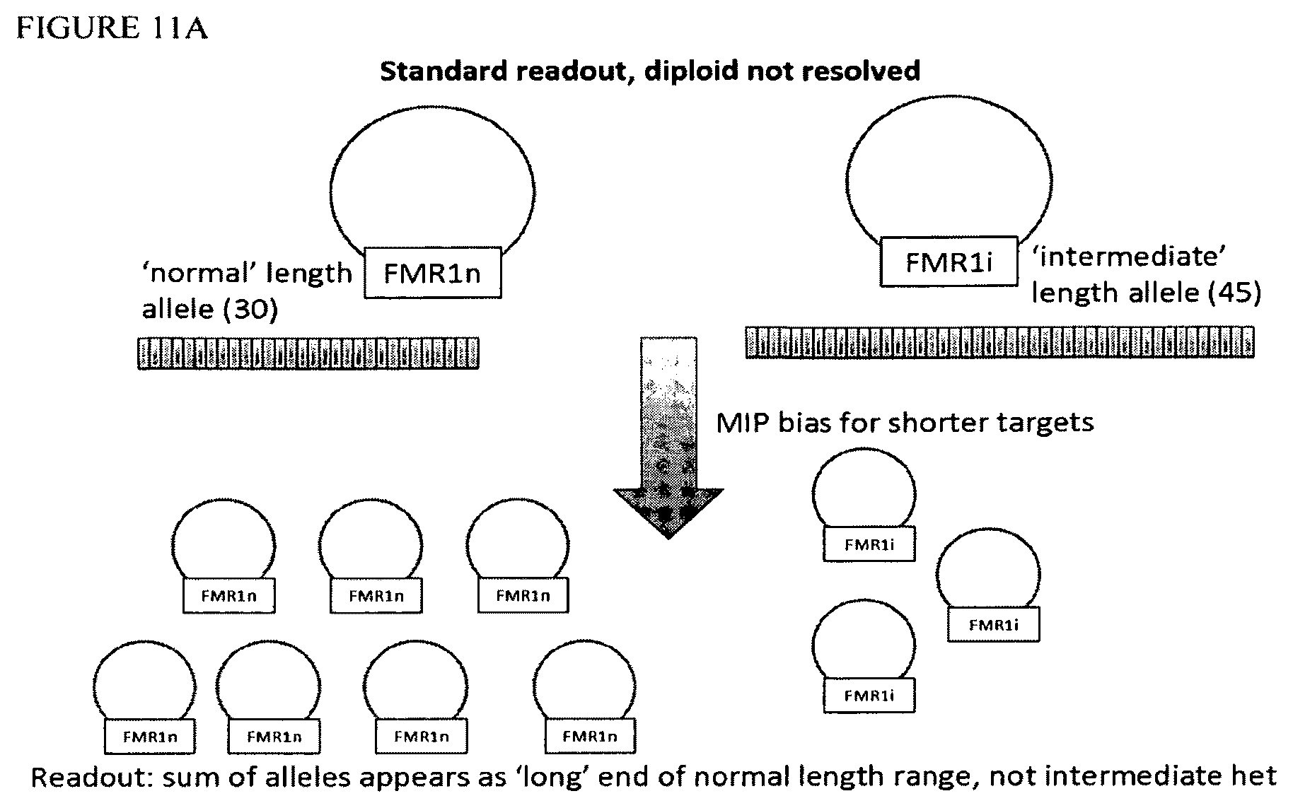 Patent US12129514 Figure 11 – Methods and compositions for evaluating genetic markers