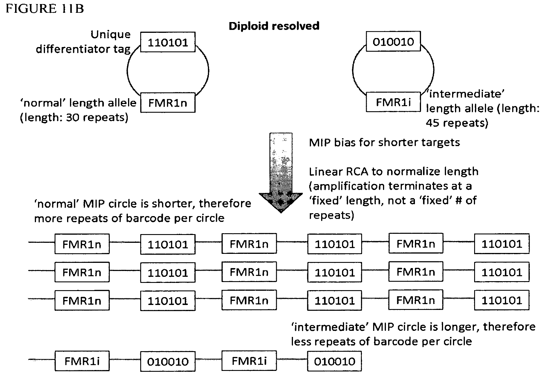Patent US12129514 Figure 12 – Methods and compositions for evaluating genetic markers