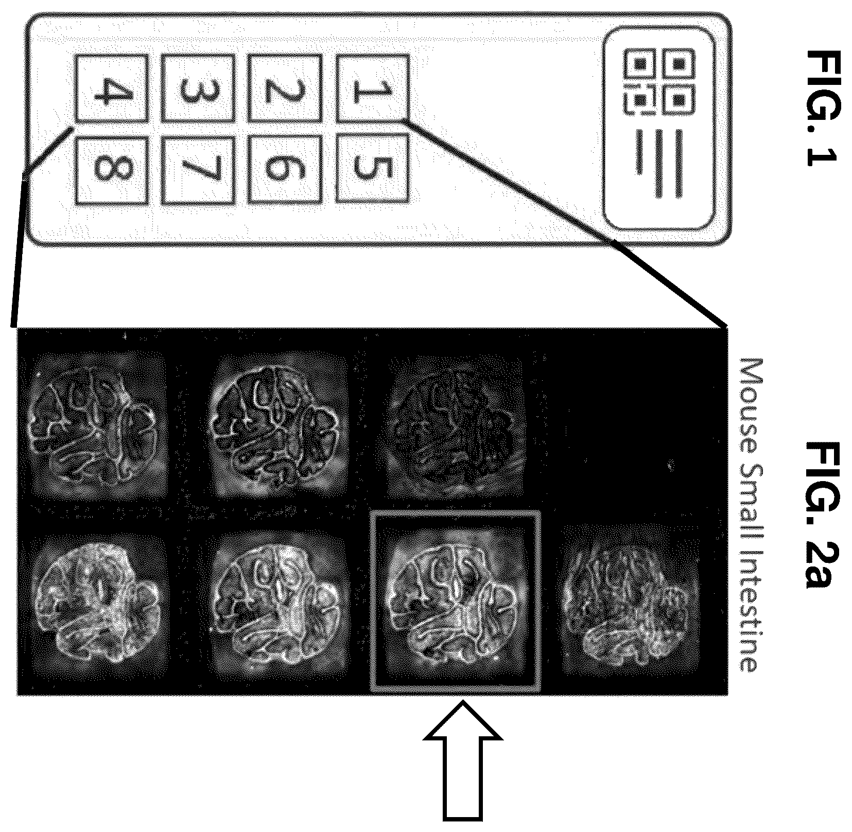 Patent US12129516 Figure 1 – Quantitative and automated permeabilization performance evaluation for spatial transcriptomics