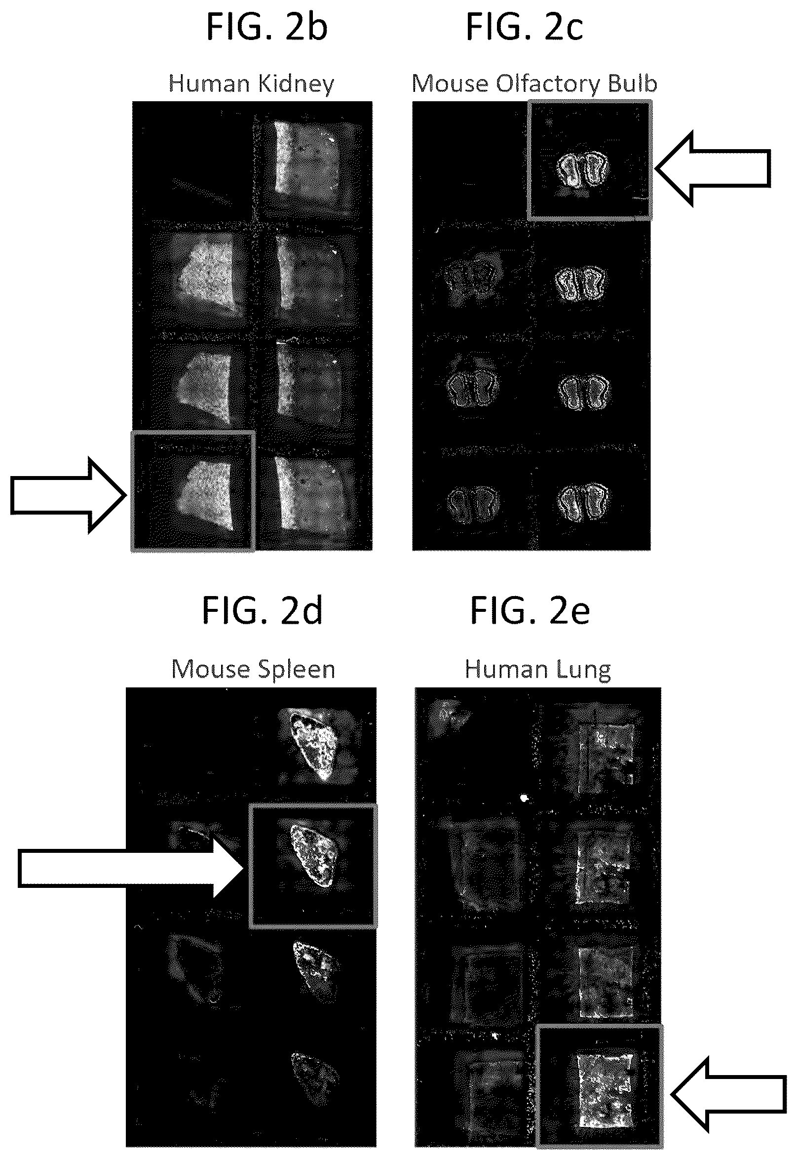 Patent US12129516 Figure 2 – Quantitative and automated permeabilization performance evaluation for spatial transcriptomics