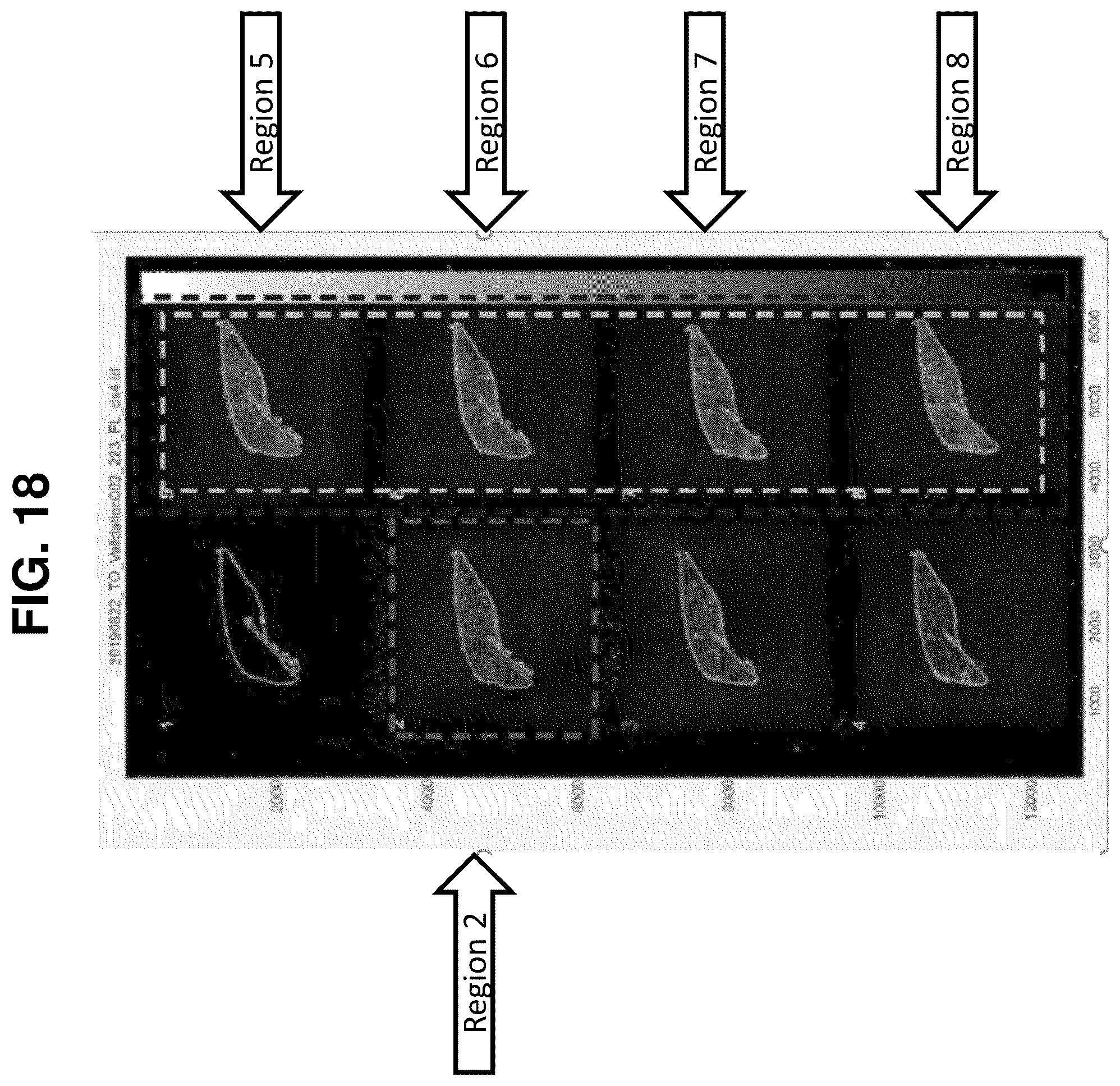 Patent US12129516 Figure 13 – Quantitative and automated permeabilization performance evaluation for spatial transcriptomics