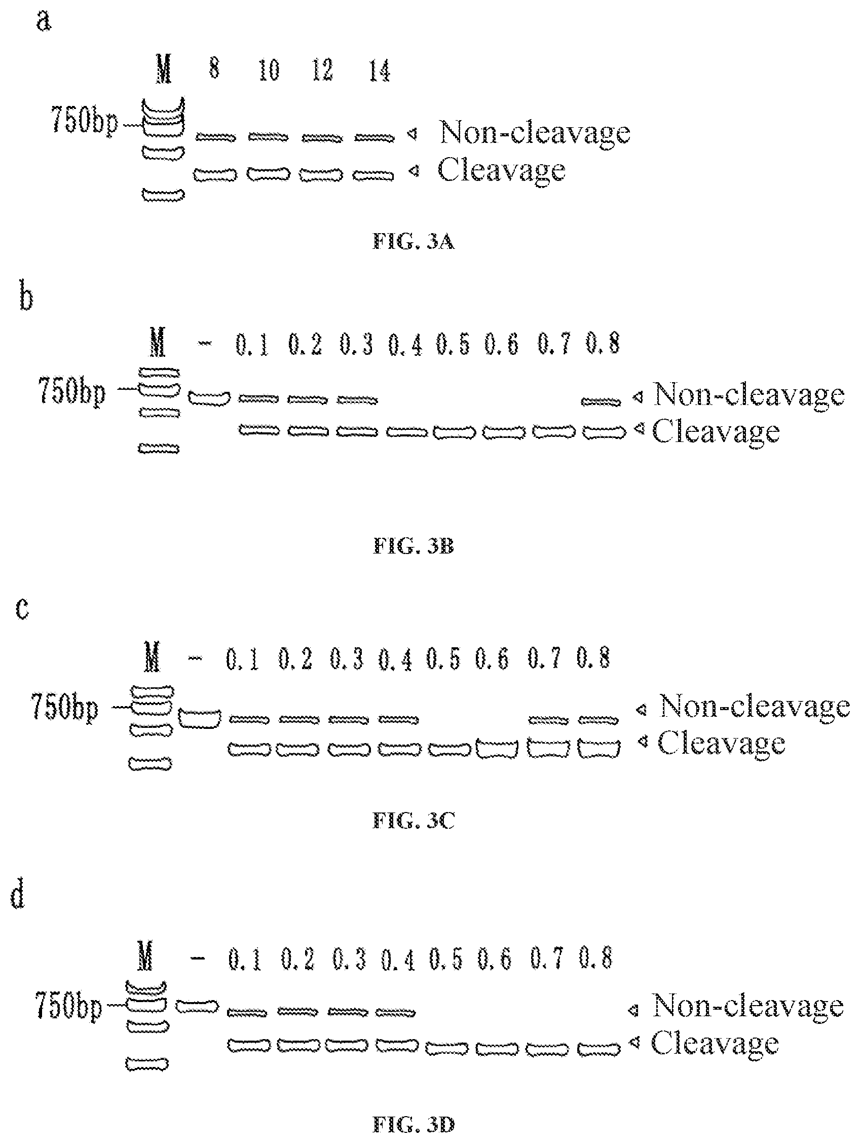 Patent US12129517 Figure 2 – Kit for detecting African swine fever virus (ASFV)