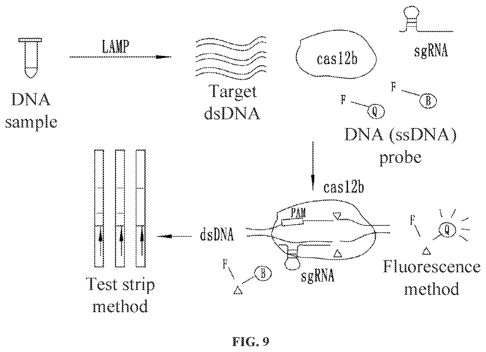 Patent US12129517 Figure 9 – Kit for detecting African swine fever virus (ASFV)