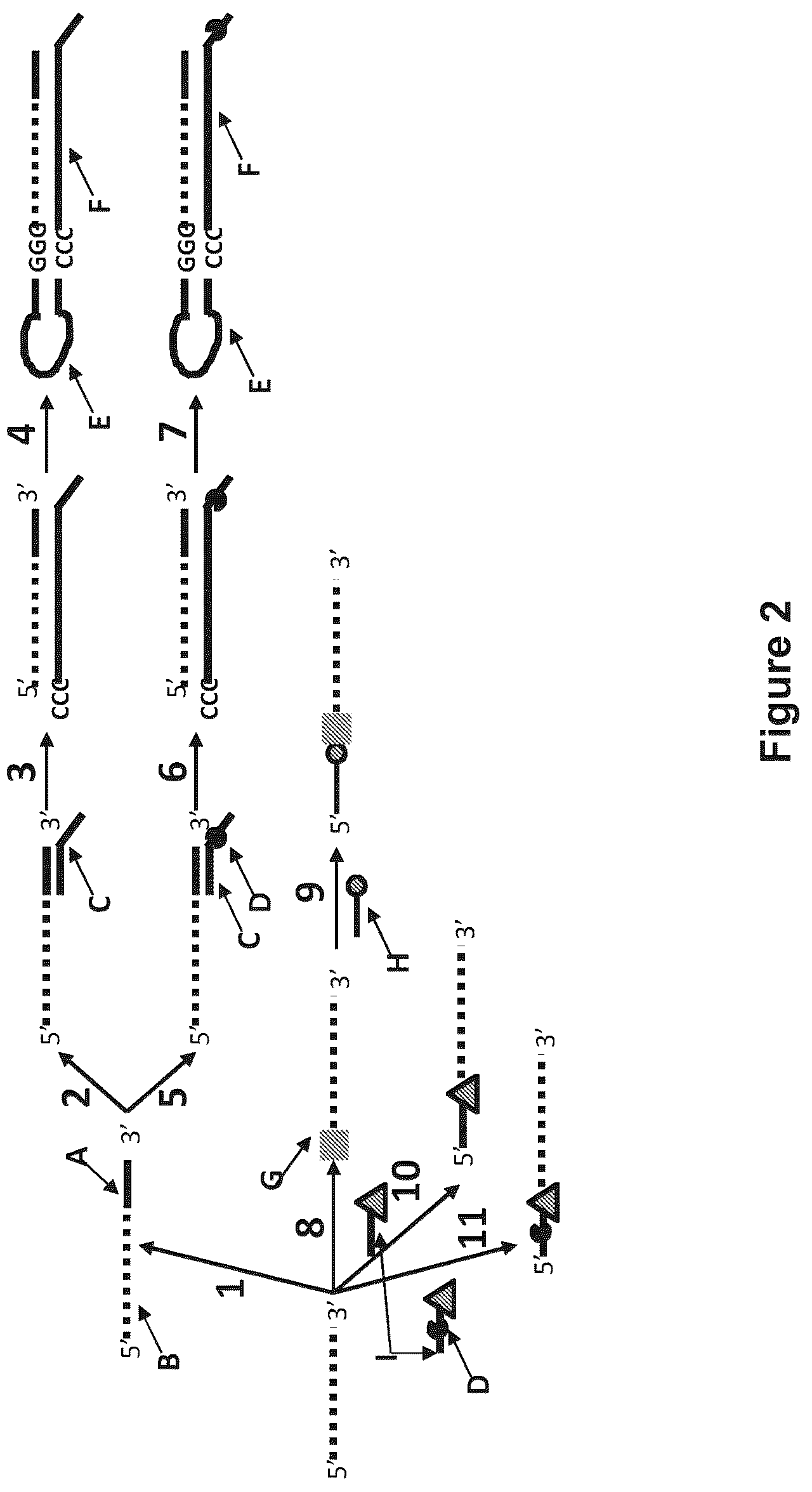 Patent US12129518 Figure 2 – Method for nanopore RNA characterization