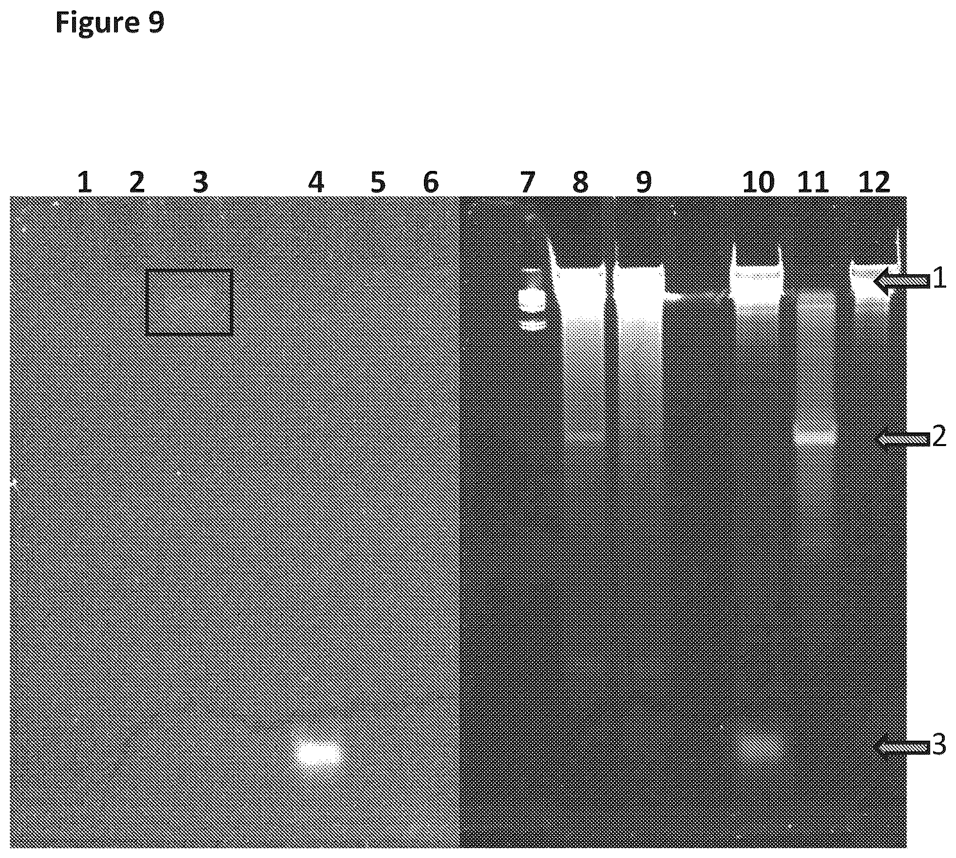 Patent US12129518 Figure 9 – Method for nanopore RNA characterization
