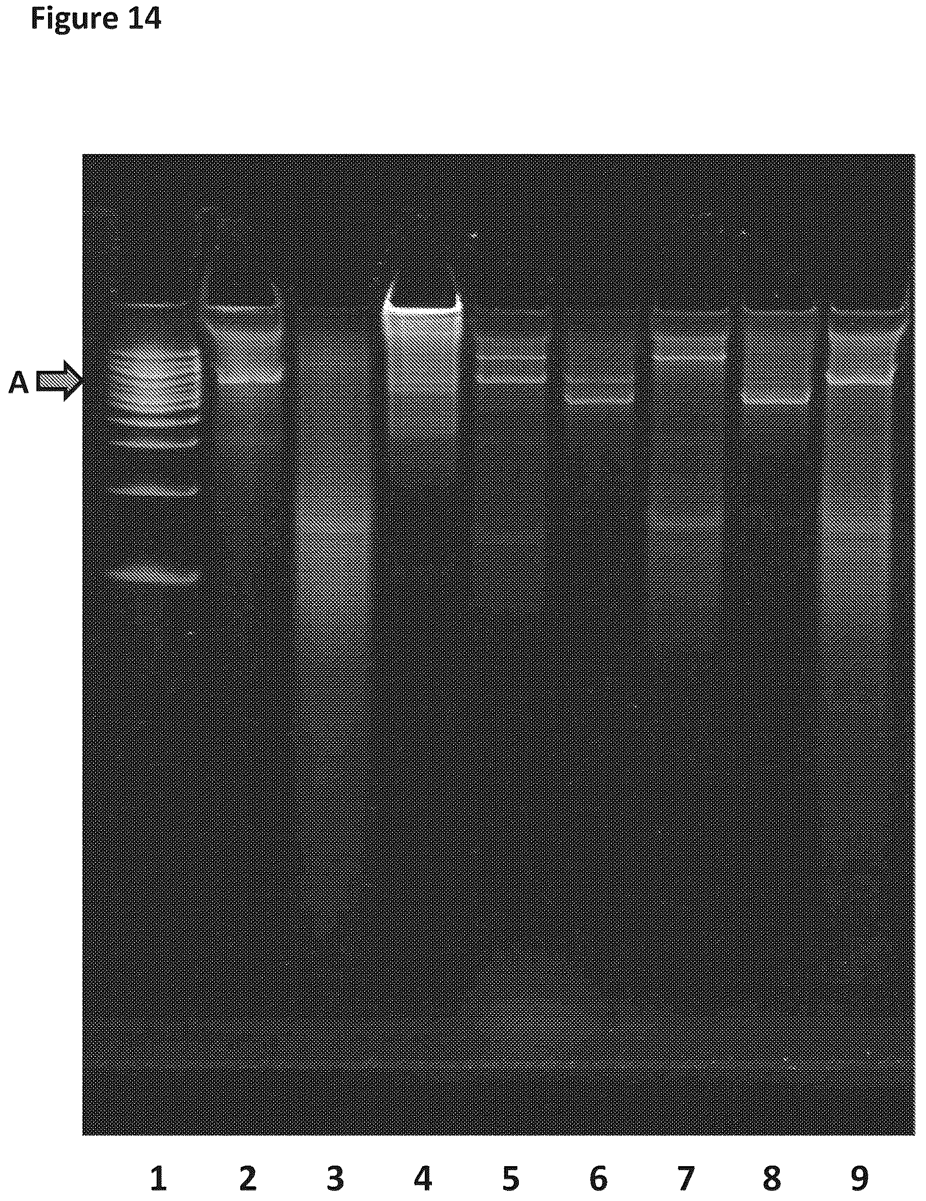 Patent US12129518 Figure 14 – Method for nanopore RNA characterization