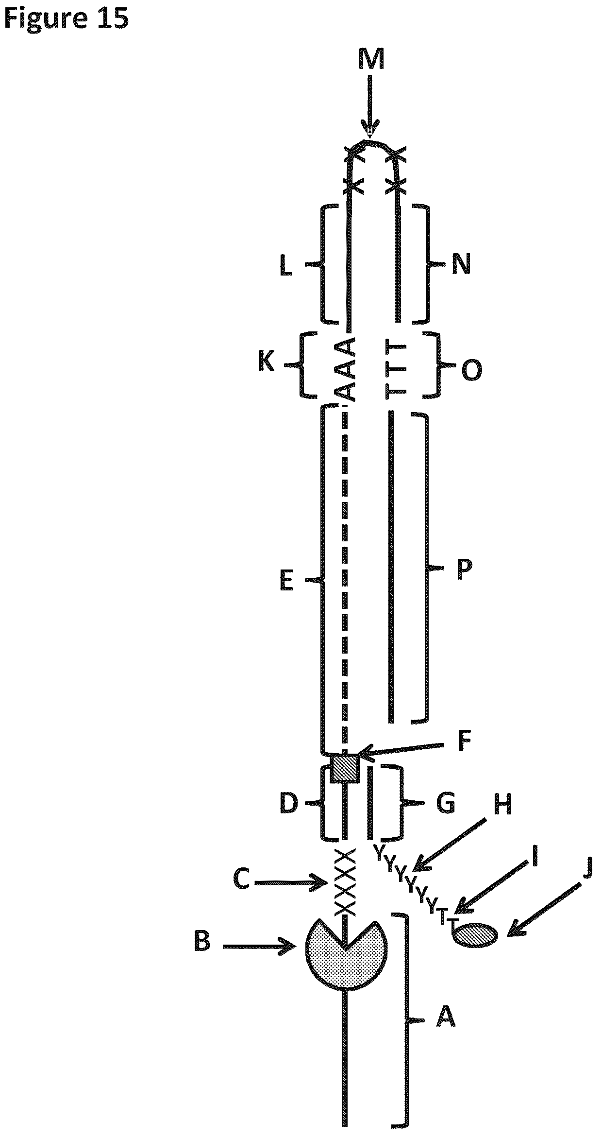 Patent US12129518 Figure 15 – Method for nanopore RNA characterization