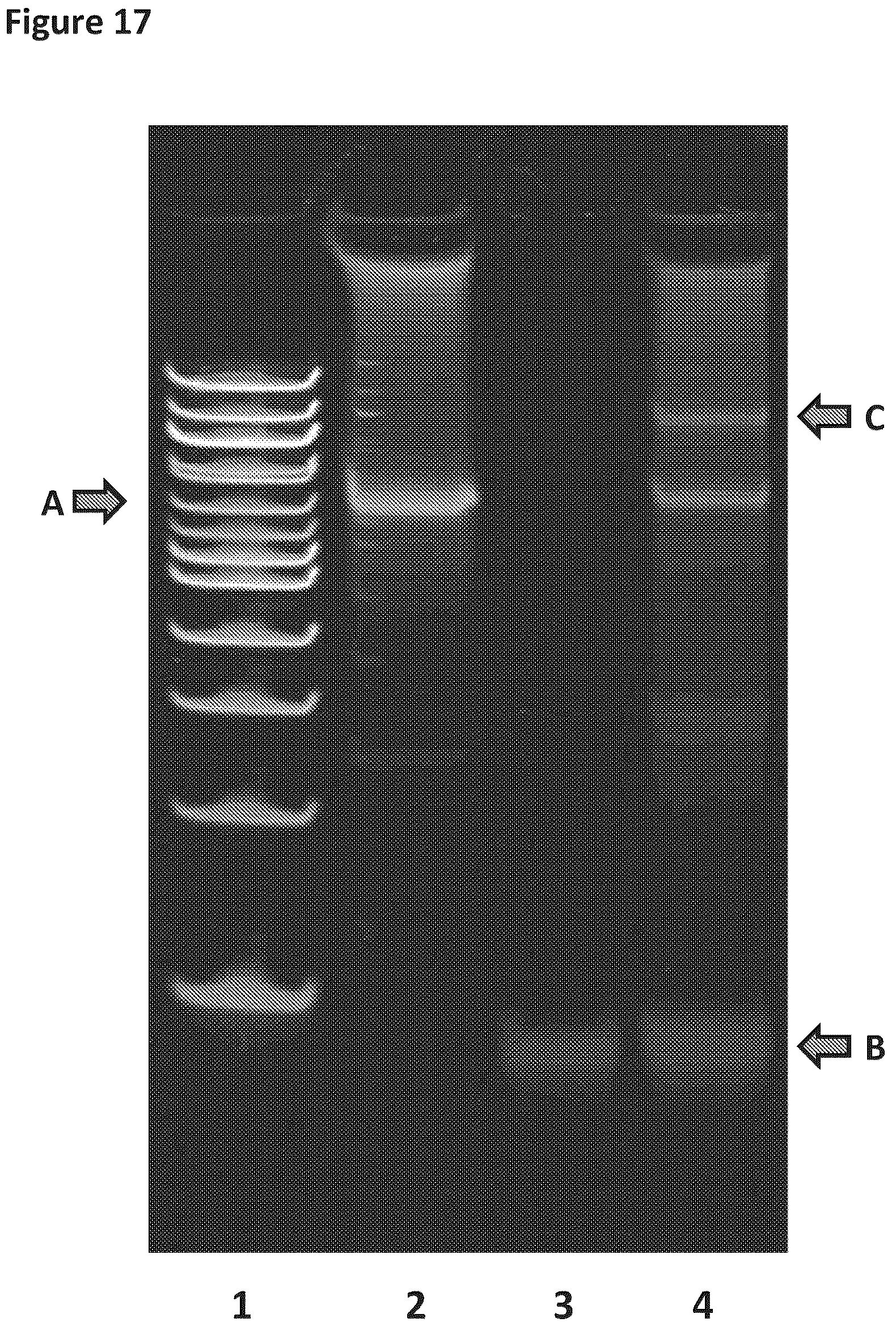 Patent US12129518 Figure 17 – Method for nanopore RNA characterization