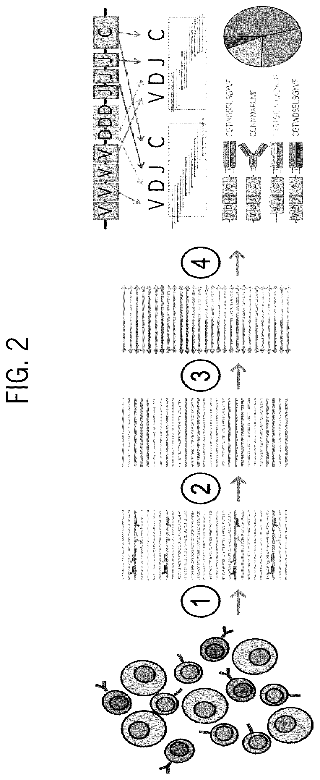 Patent US12129519 Figure 3 – TCR/BCR profiling using enrichment with pools of capture probes
