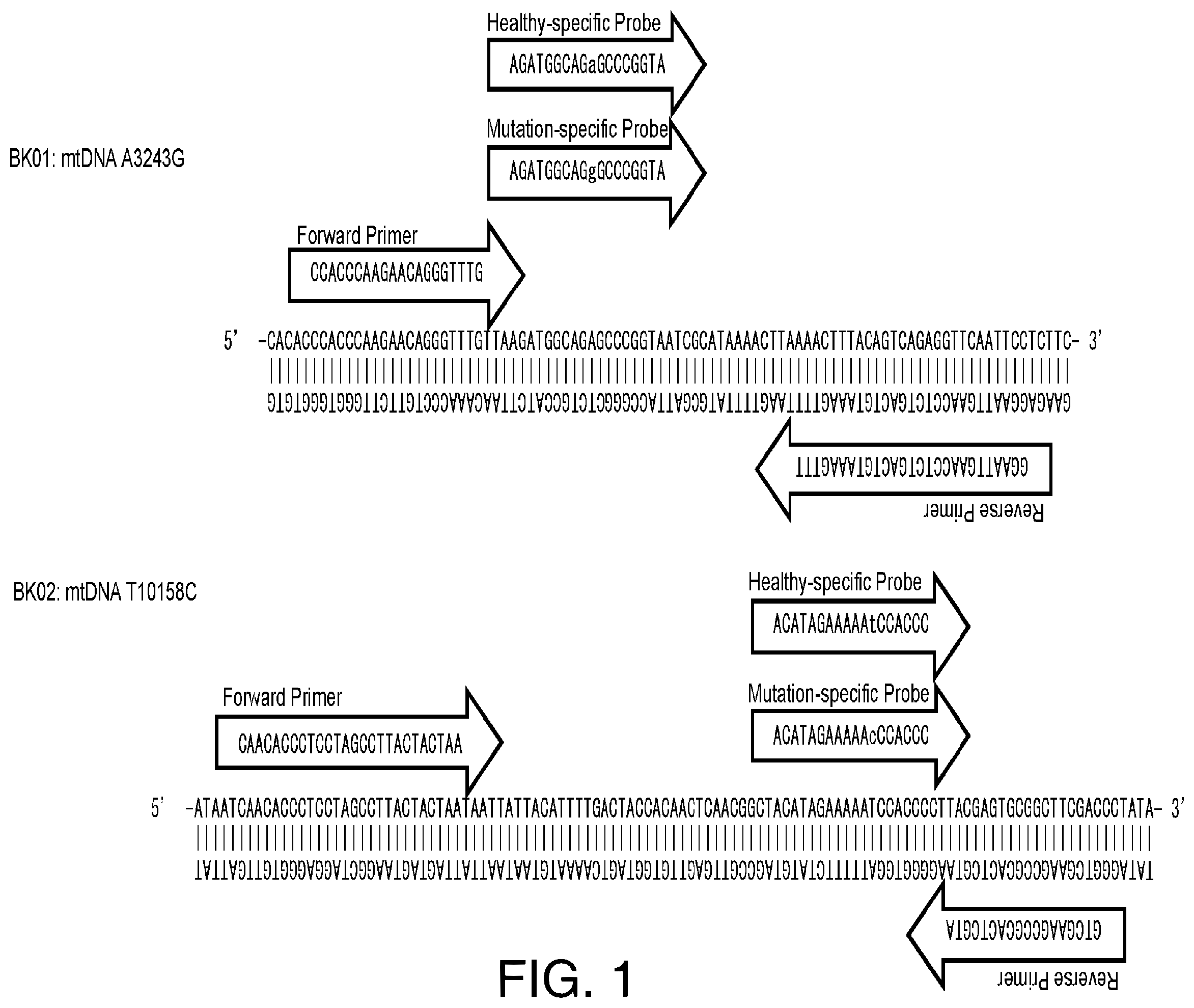 Patent US12129521 Figure 1 – Methods for detection of macro-heteroplasmy and micro-heteroplasmy in mitochondrial DNA