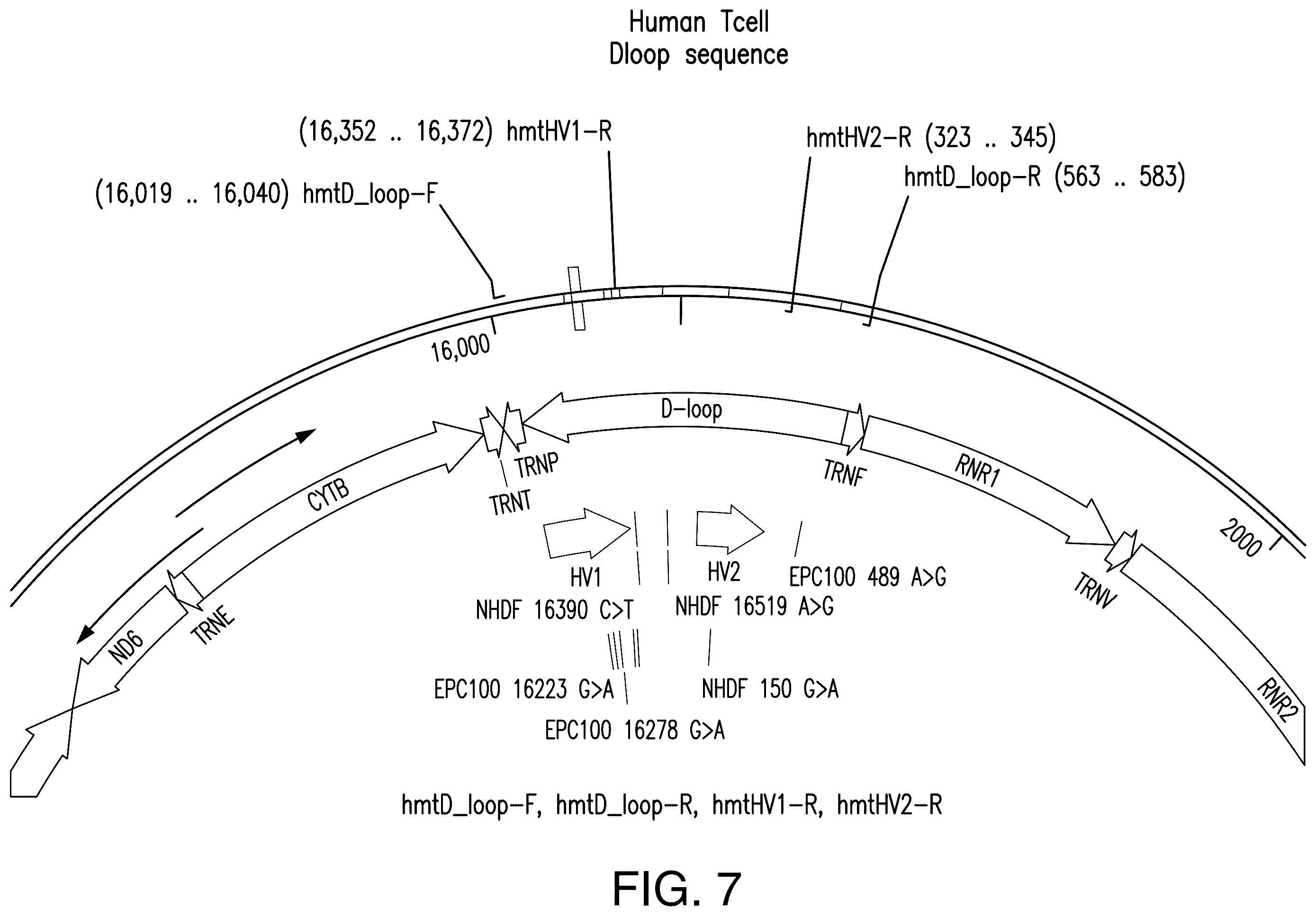 Patent US12129521 Figure 9 – Methods for detection of macro-heteroplasmy and micro-heteroplasmy in mitochondrial DNA