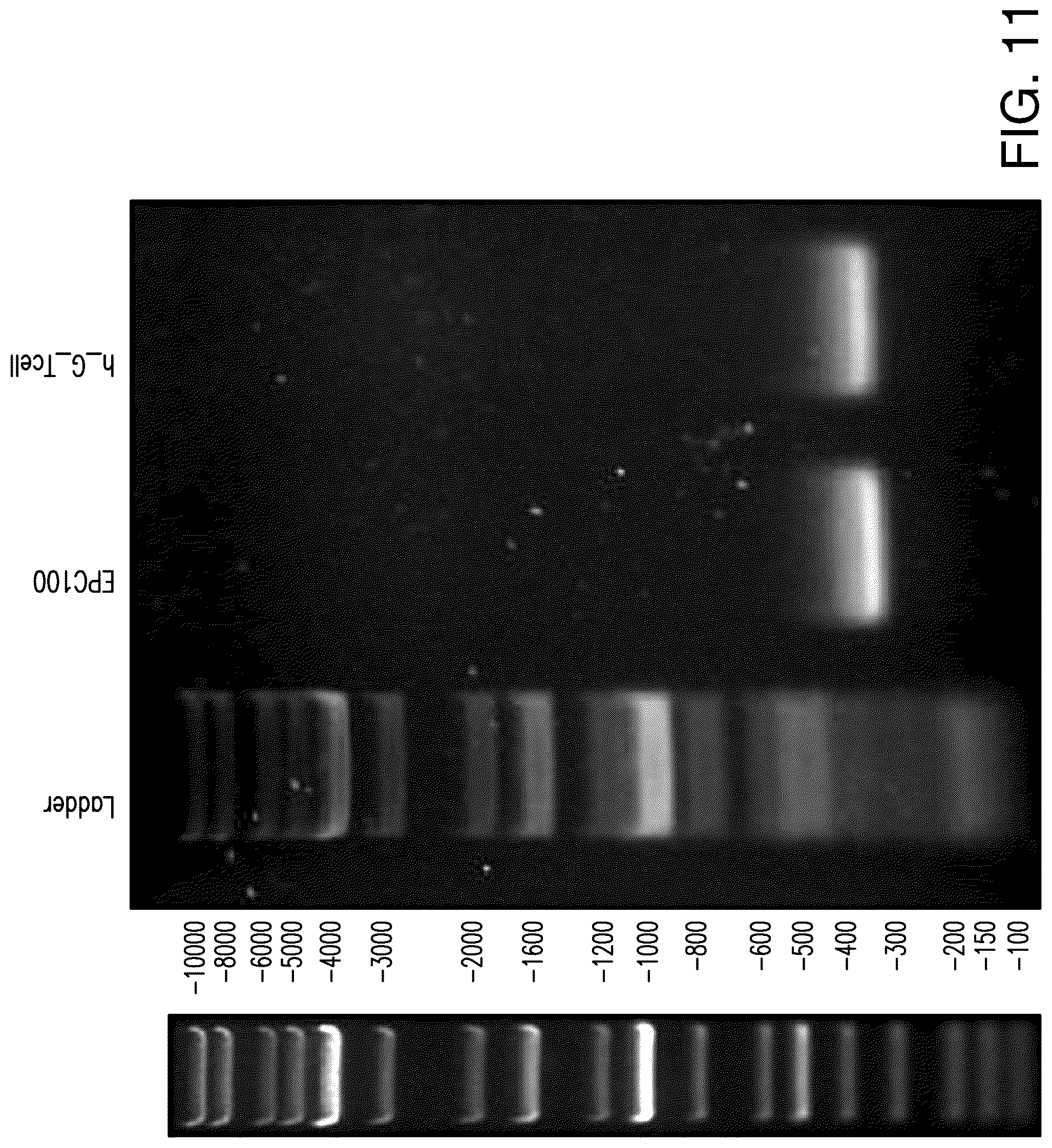Patent US12129521 Figure 14 – Methods for detection of macro-heteroplasmy and micro-heteroplasmy in mitochondrial DNA