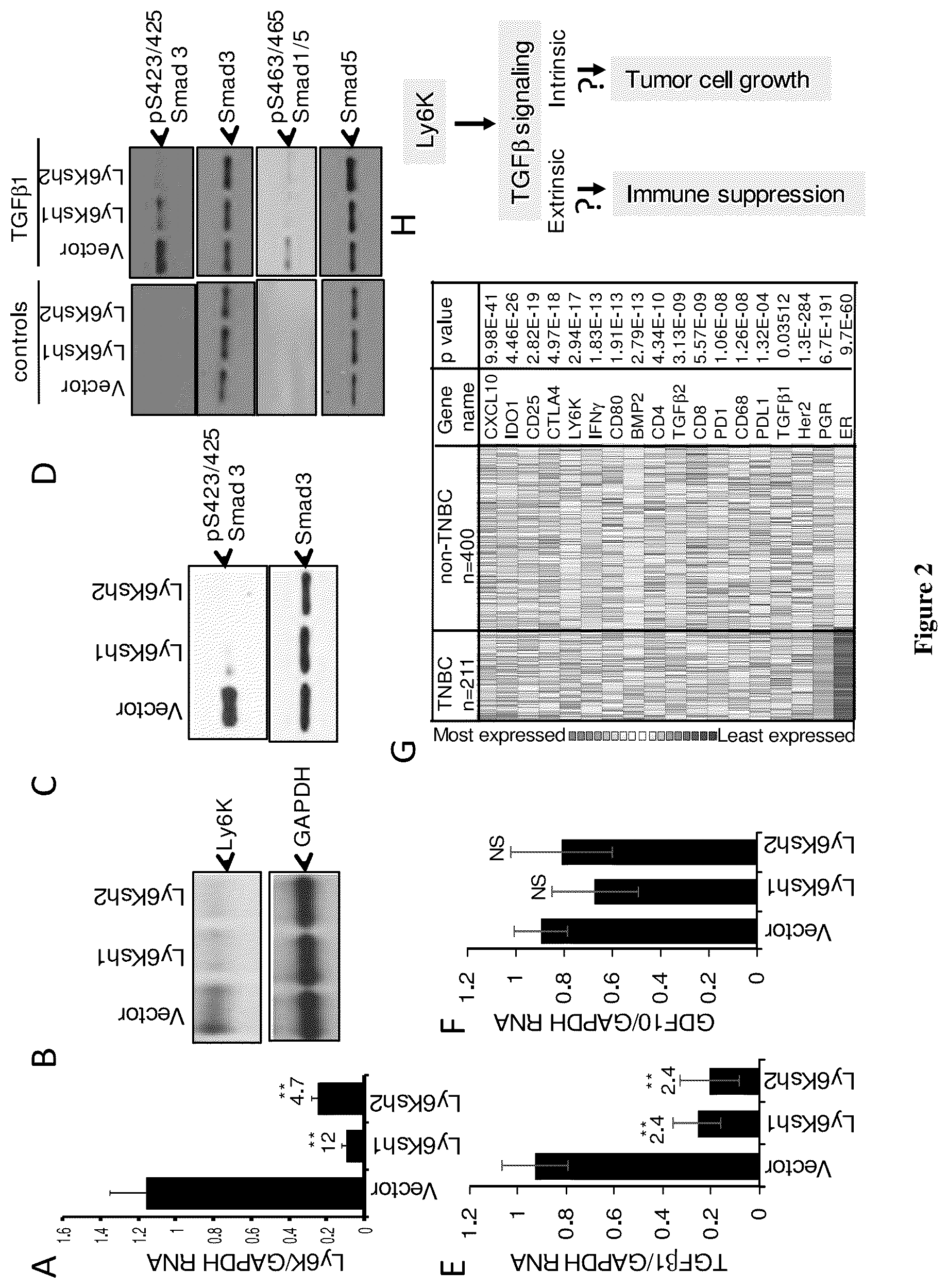 Patent US12134601 Figure 2 – Compounds for inhibiting LY6K and methods of using same