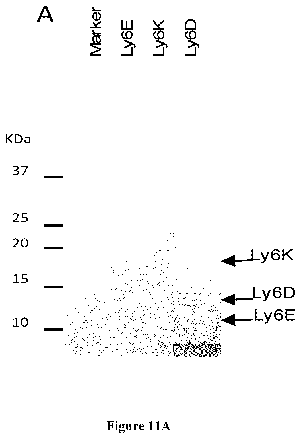 Patent US12134601 Figure 7 – Compounds for inhibiting LY6K and methods of using same