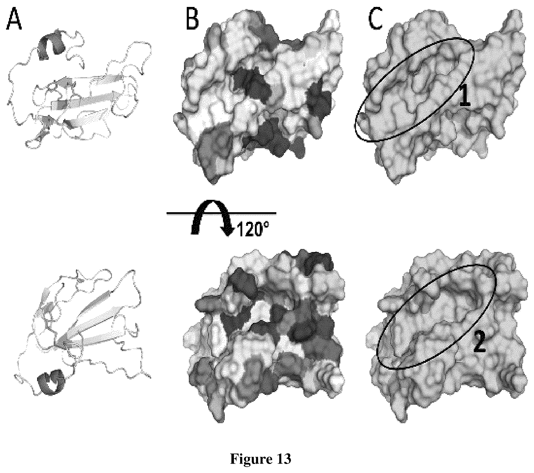 Patent US12134601 Figure 11 – Compounds for inhibiting LY6K and methods of using same