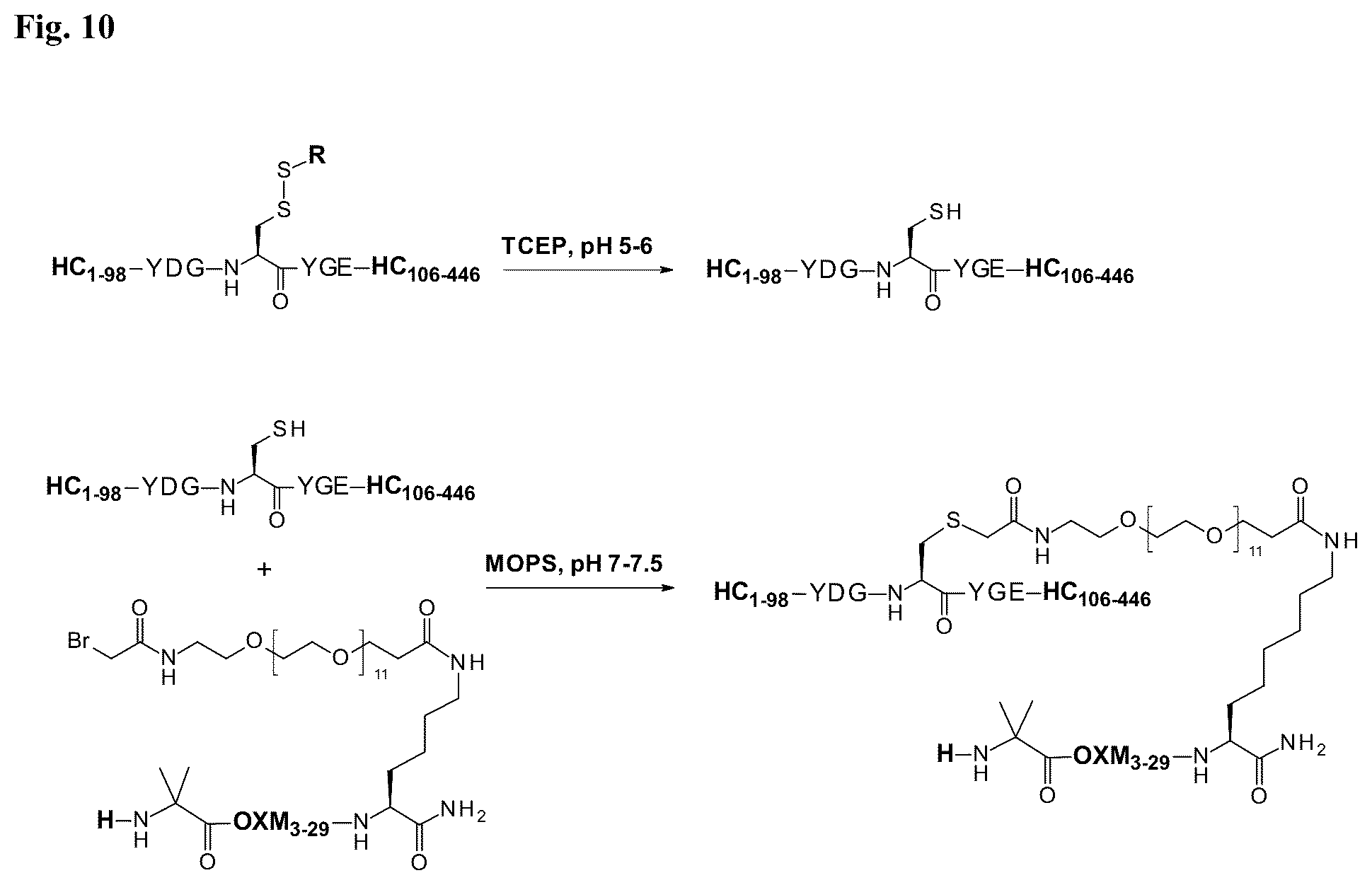 Patent US12134636 Figure 5 – Immunoglobulins and uses thereof