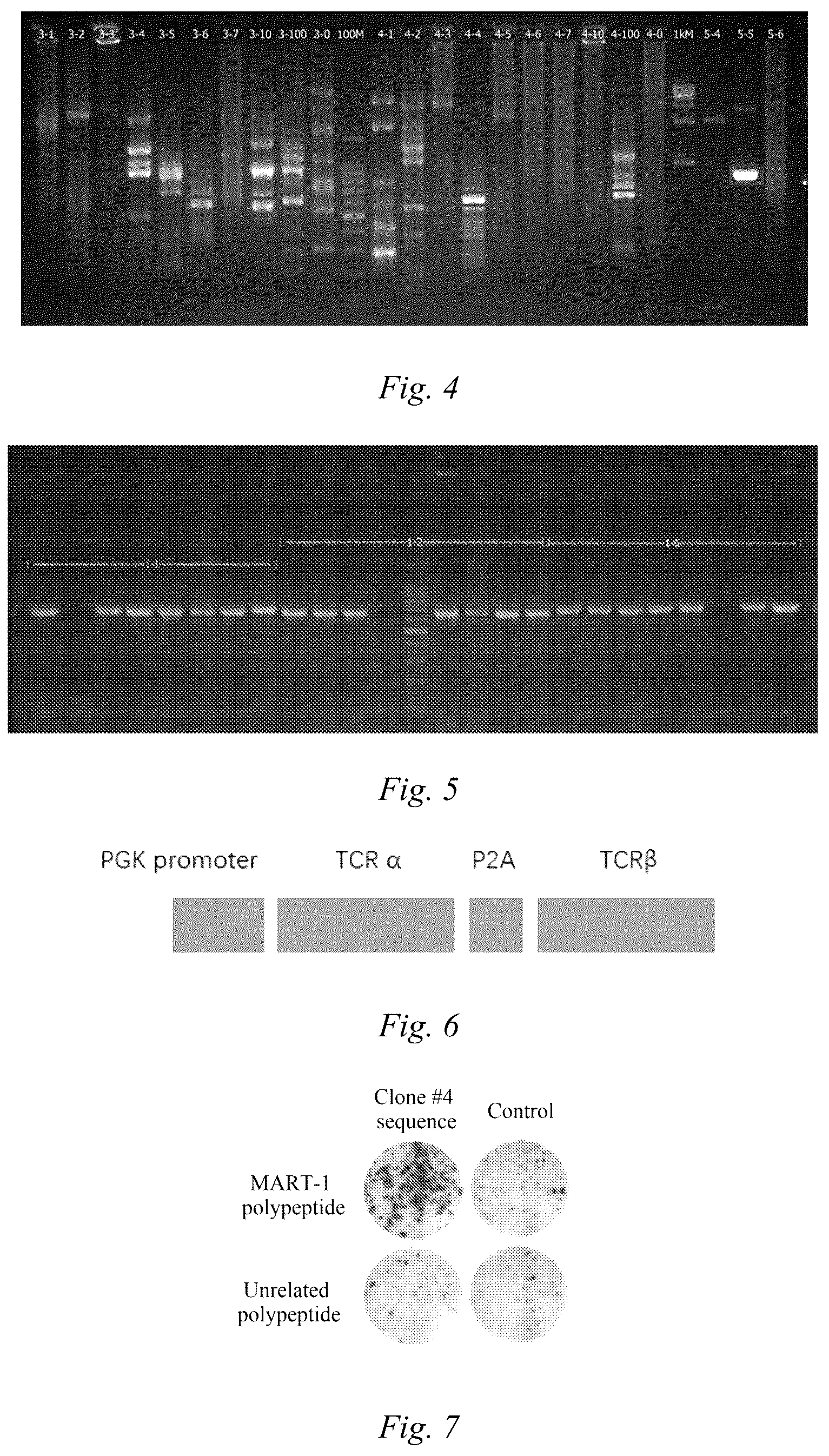 Patent US12134637 Figure 2 – MART-1(27-35) epitope-specific T cell receptor