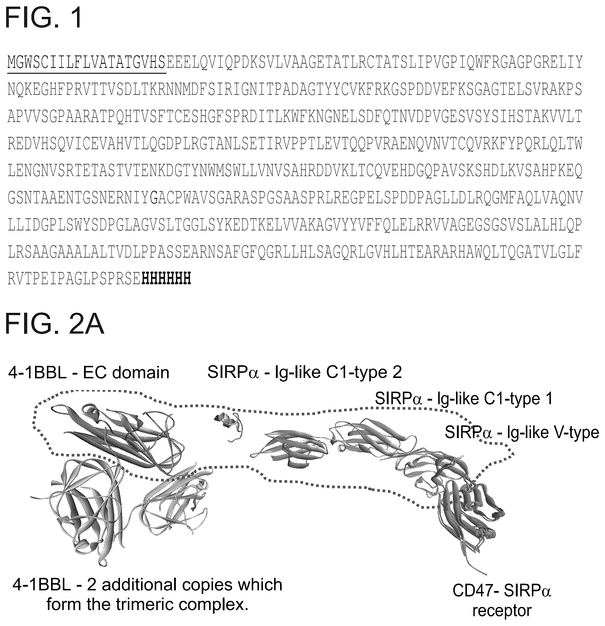 Patent US12134638 Figure 1 – SIRPalpha-4-1BBL variant fusion protein and methods of use thereof