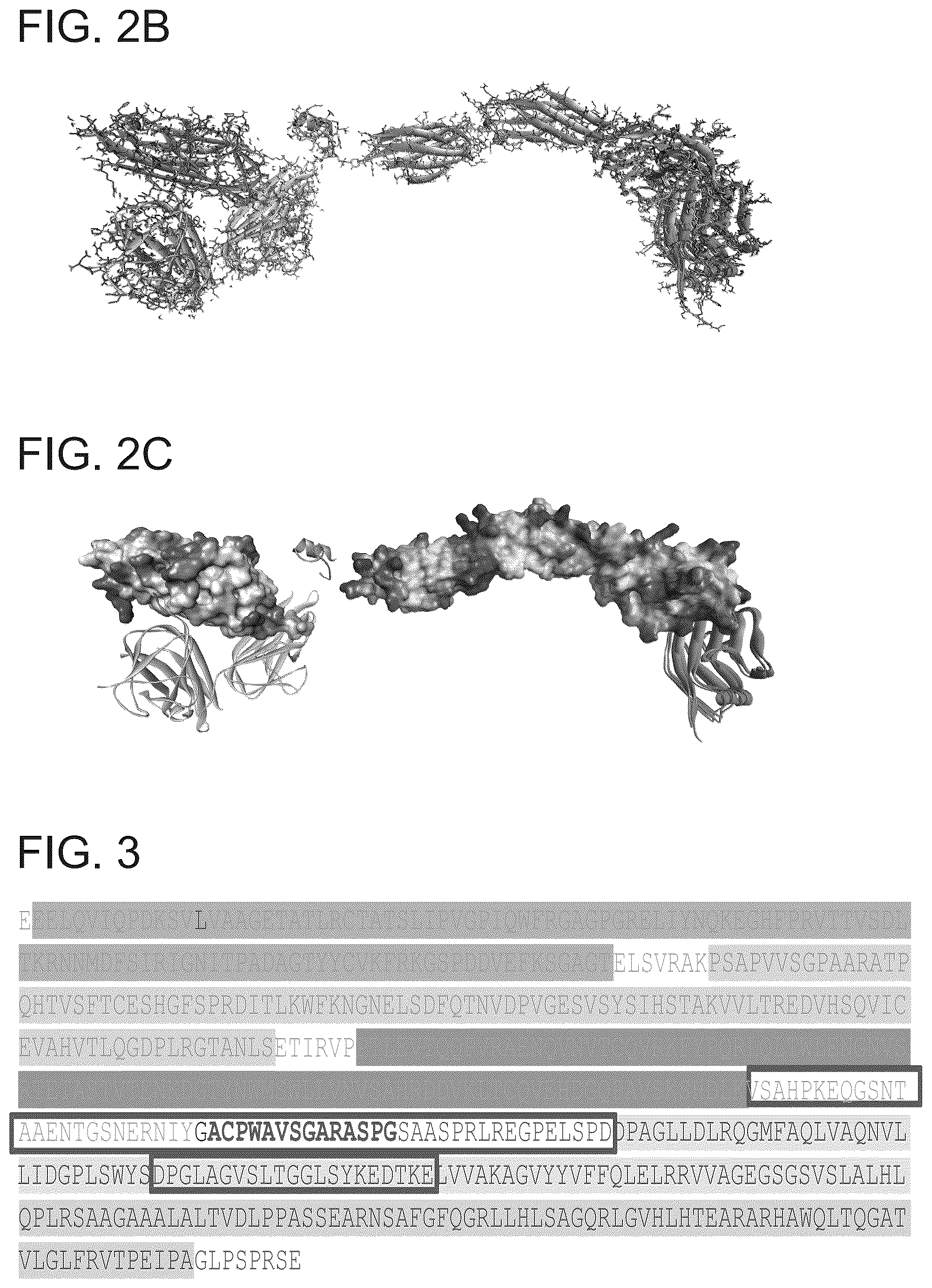 Patent US12134638 Figure 2 – SIRPalpha-4-1BBL variant fusion protein and methods of use thereof